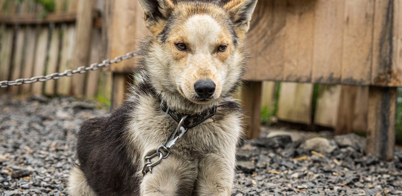 Furulabben Husky i Stryn
