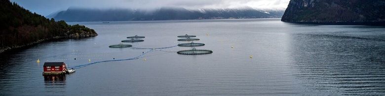 Vil du arbeide med å legge til rette for berekraftig havbruk? Bilde