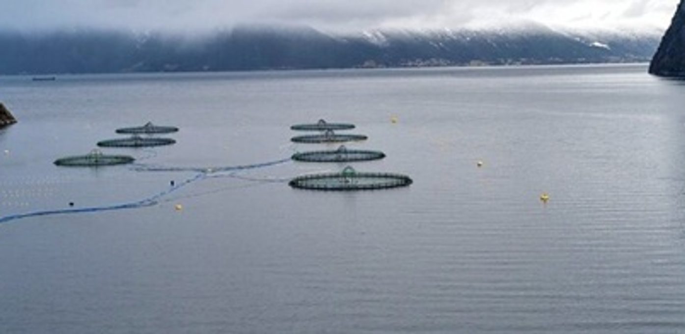 Vil du arbeide med å legge til rette for berekraftig havbruk? Bilde