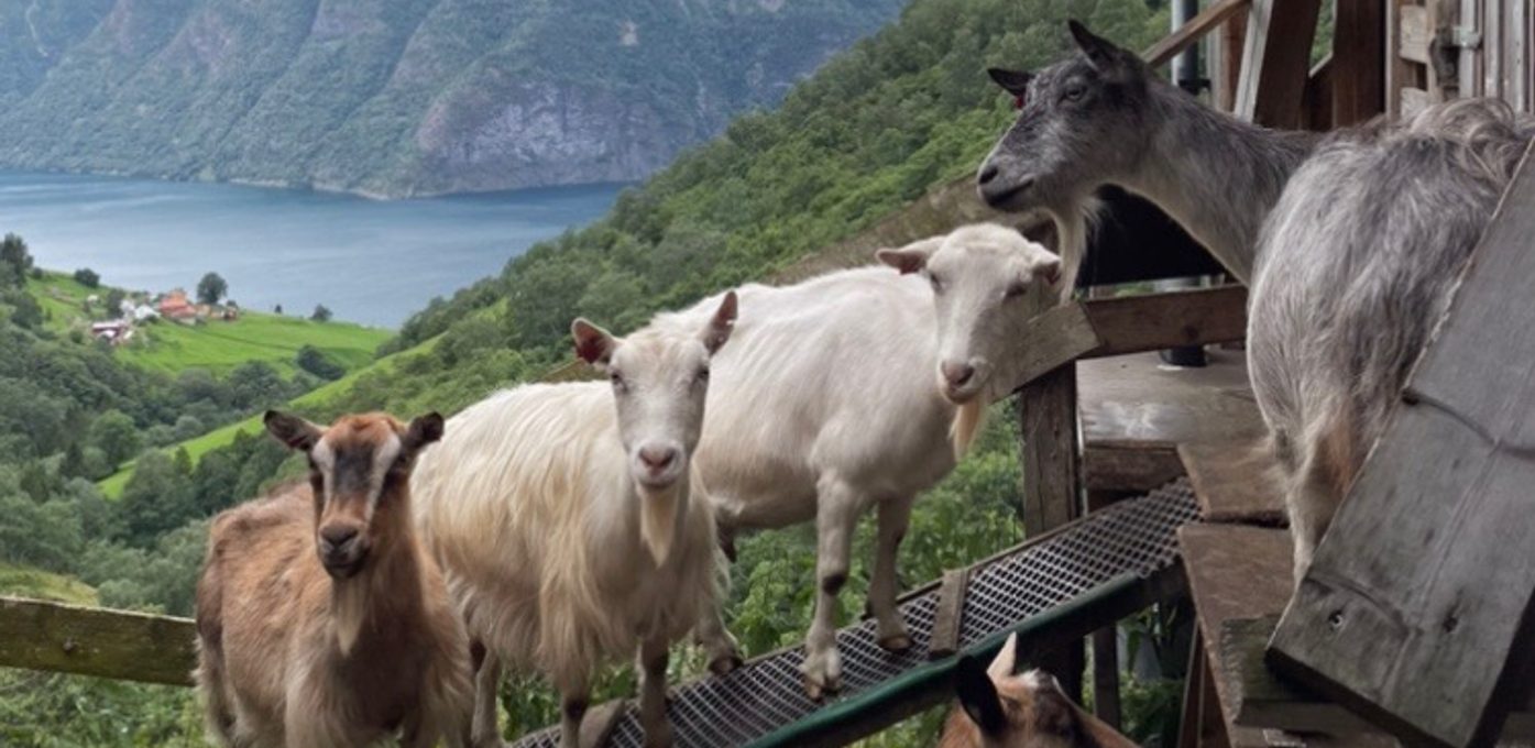 Aurland