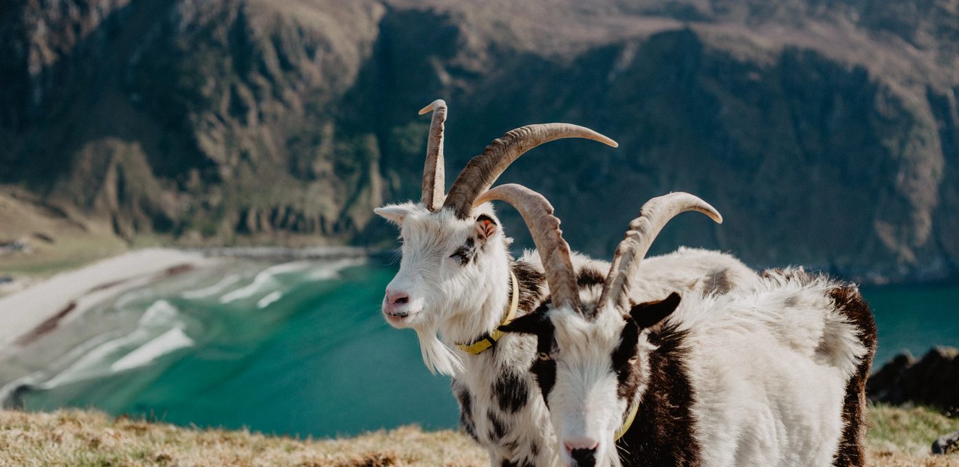Ferievikarar - vedlikehald bygg og grøntområde Bilde