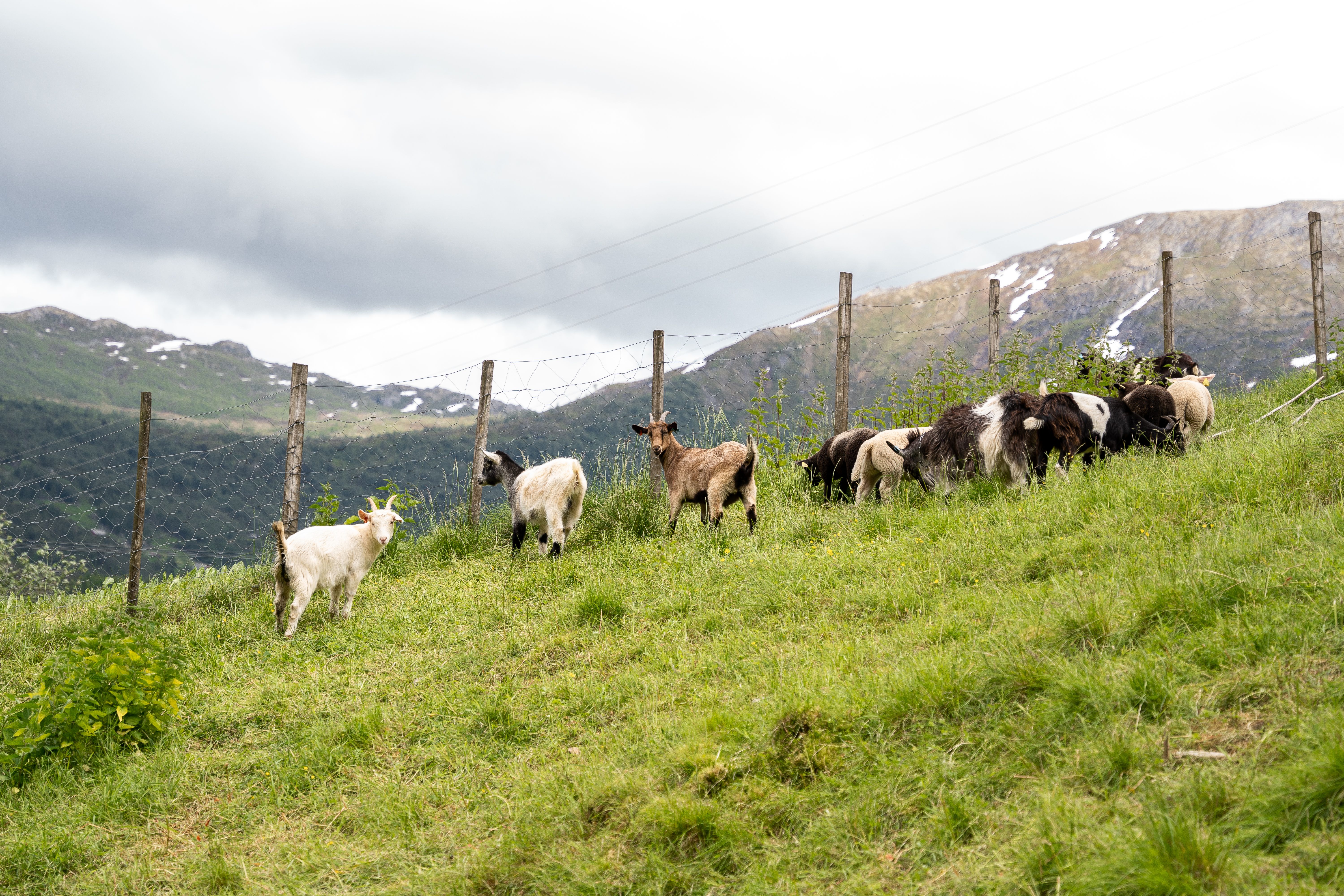 Rådgjevar landbruk Bilde