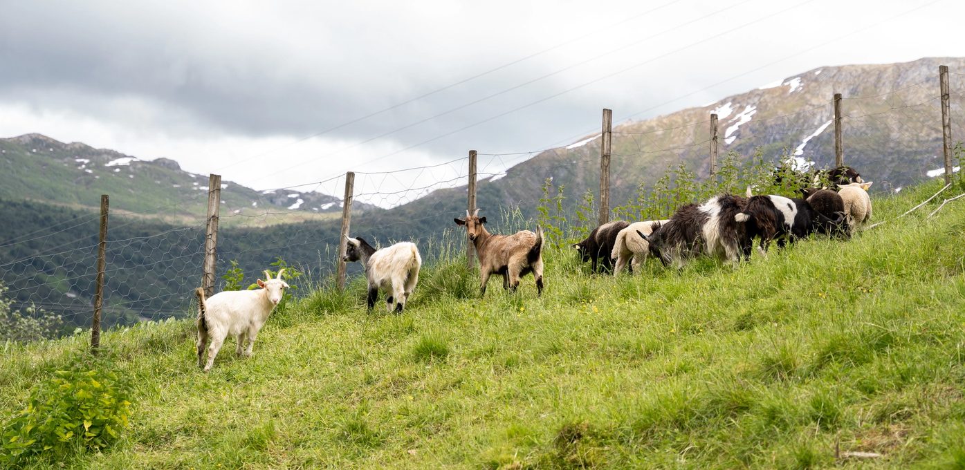 Rådgjevar landbruk Bilde