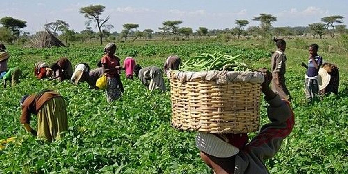 Africa's Billion-Dollar Industries: Agriculture