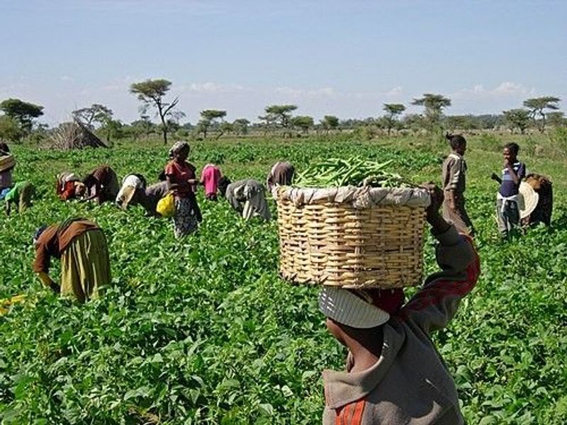 Africa's Billion-Dollar Industries: Agriculture