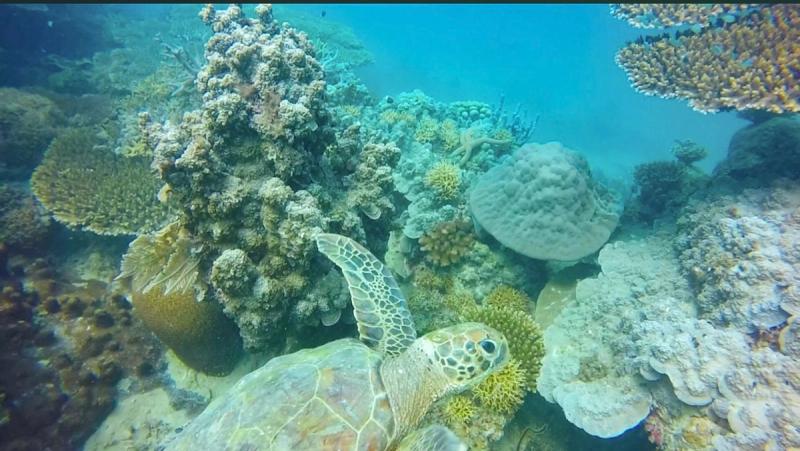 Marine Conservation Tourism: Protecting the Coral Reefs of Zanzibar