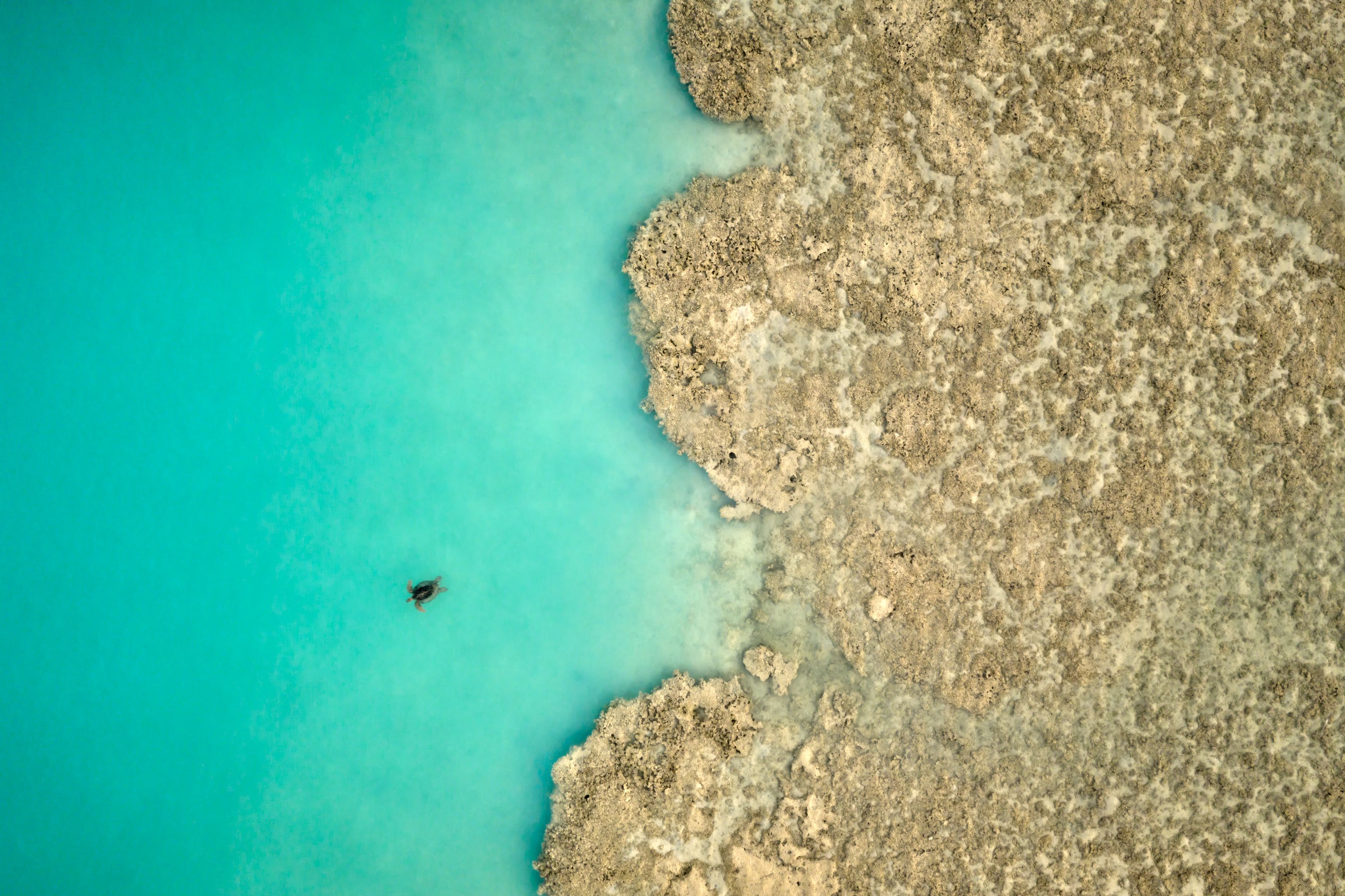 Lagoon with Turtle