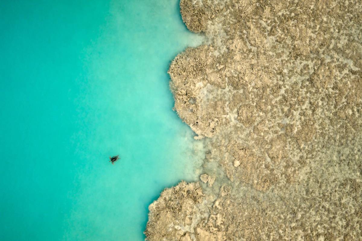 Lagoon with Turtle
