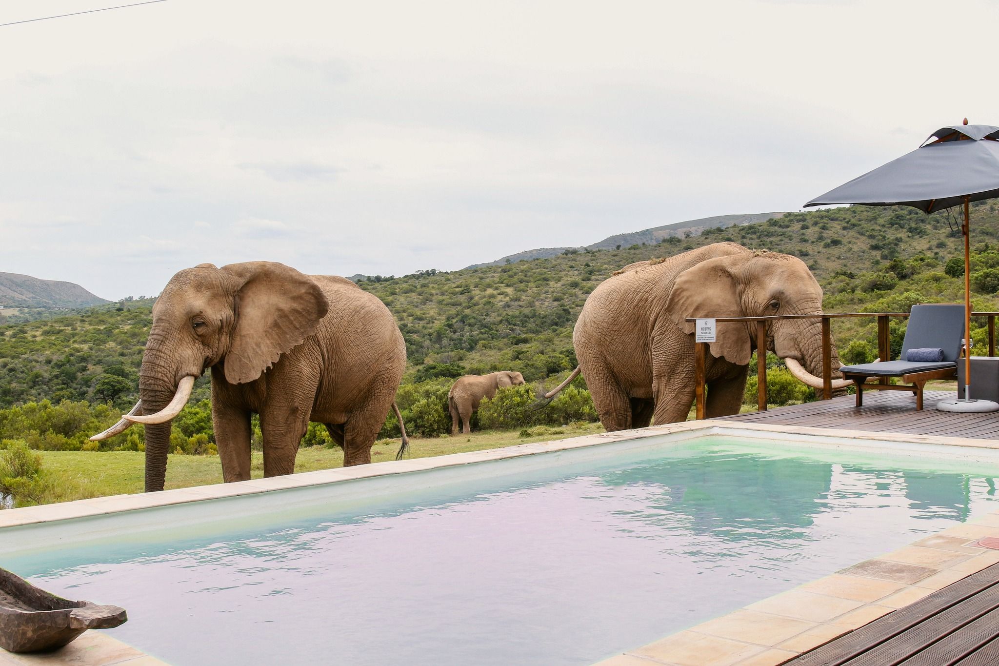 Elephants by the pool