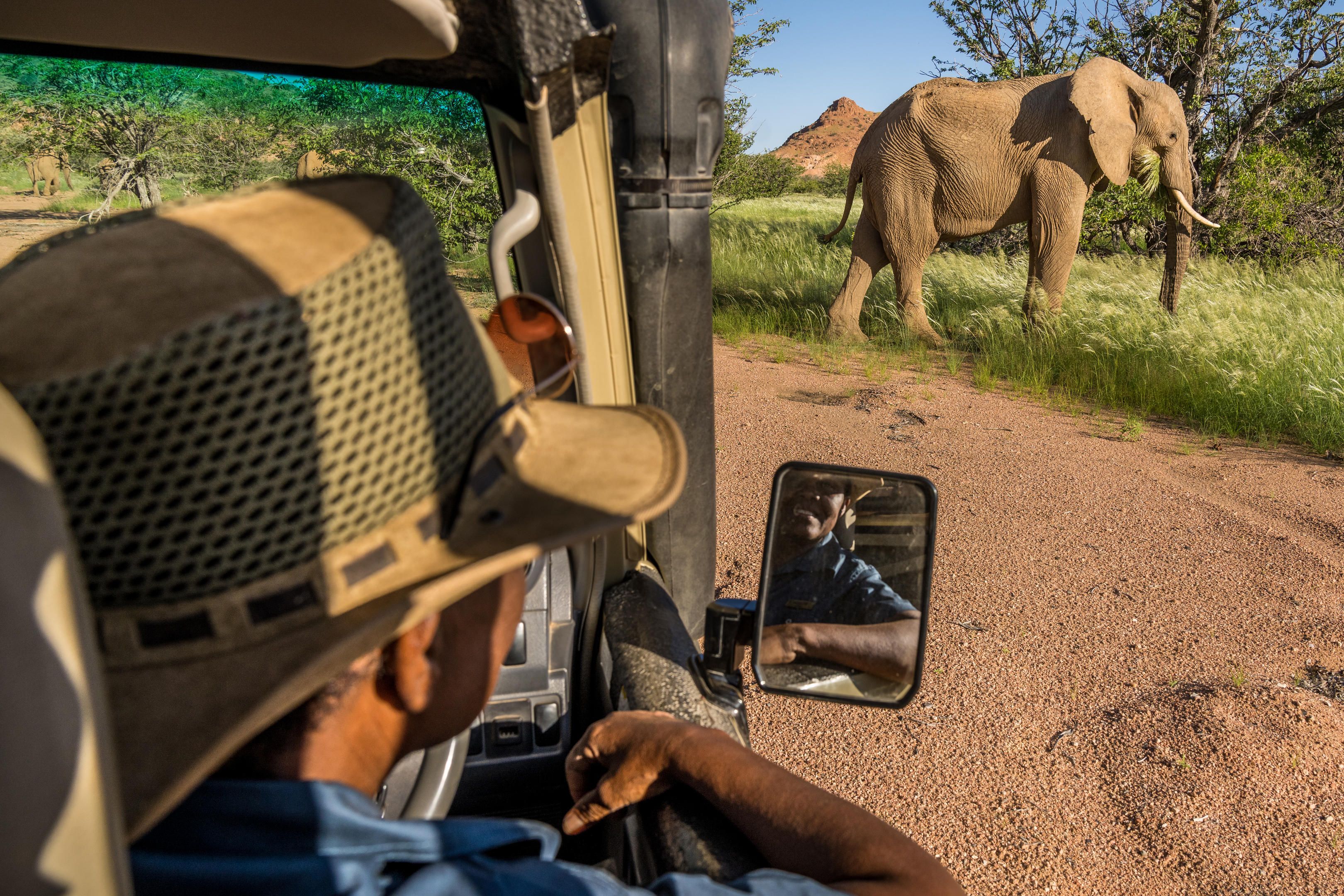 Desert elephants in Damaraland