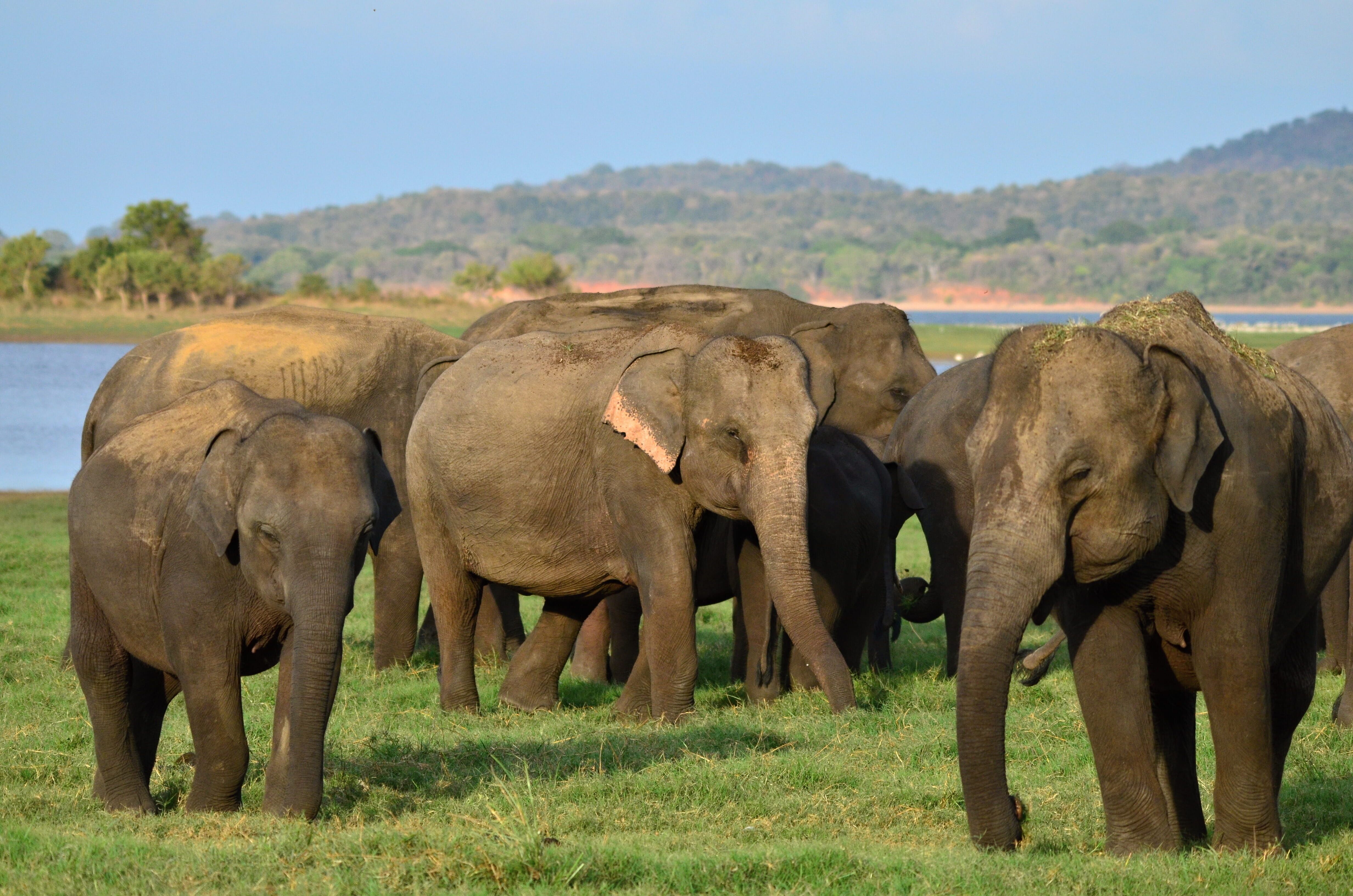 Impressionen aus Sri Lanka, image 6