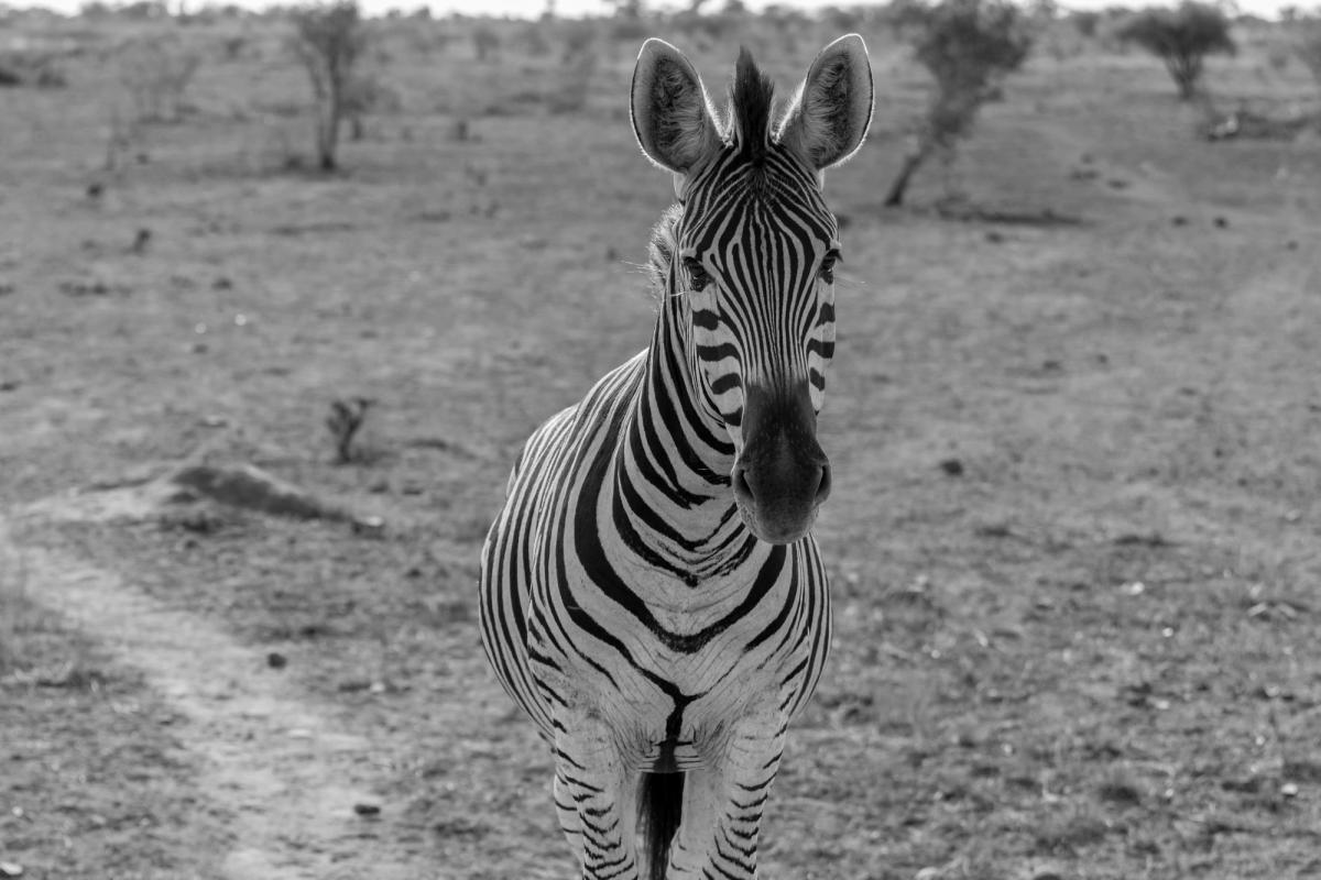 Südafrika