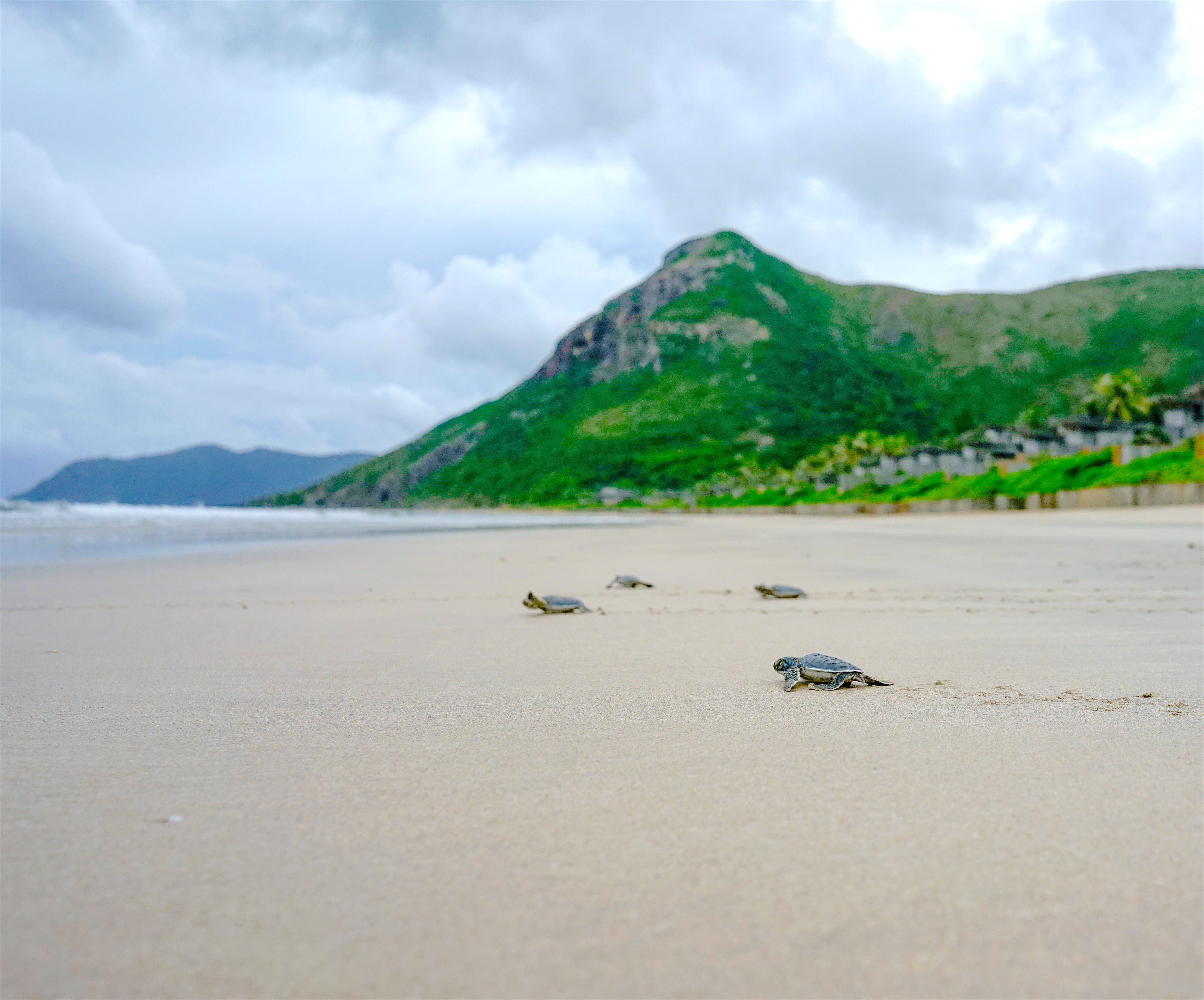 Turtle Release