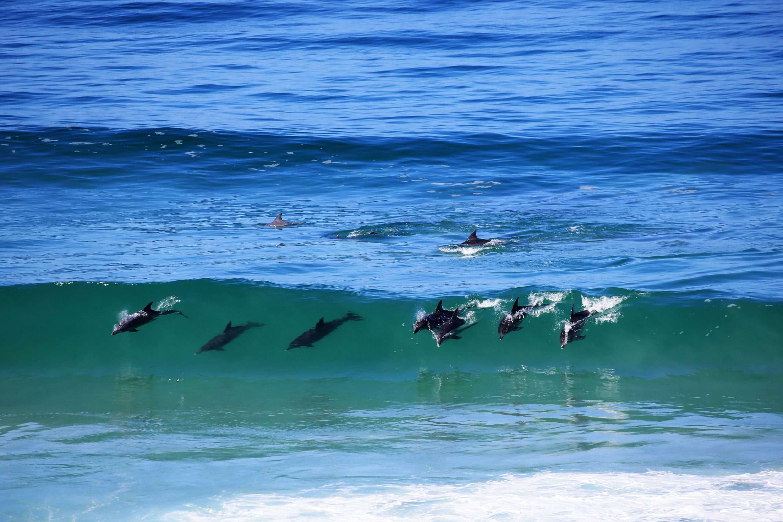 Whale Watching