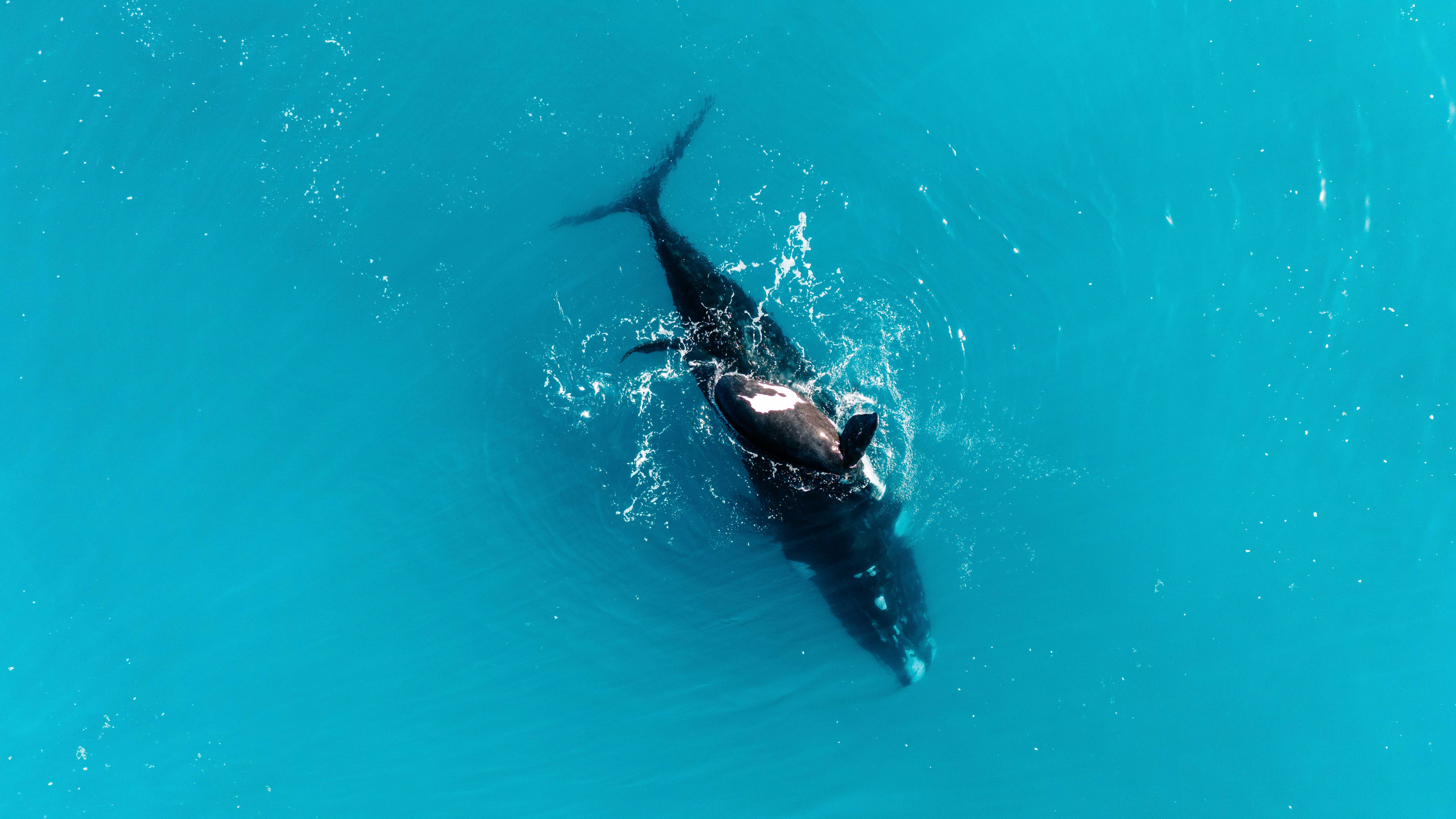 Whale watching