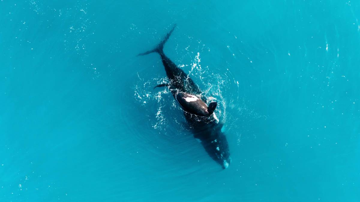 Whale Watching