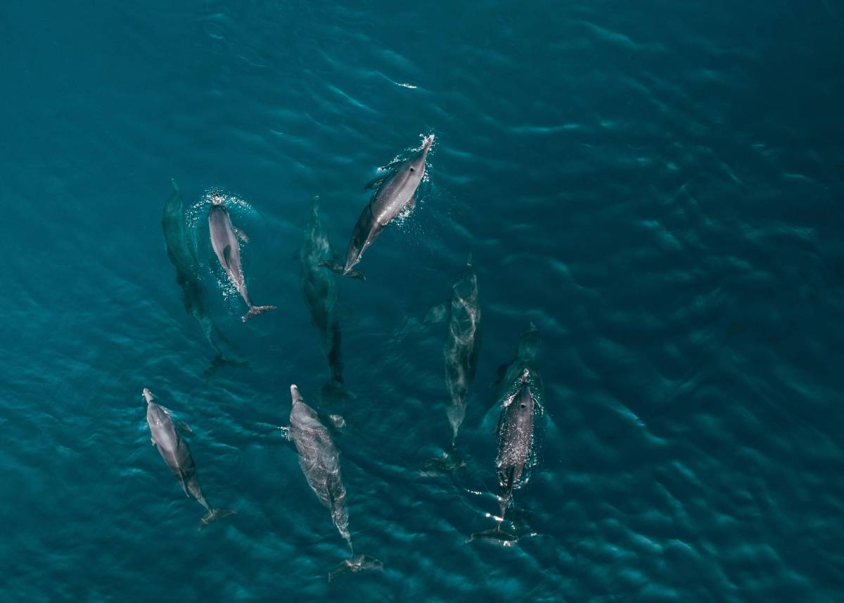 Dolphin Experience