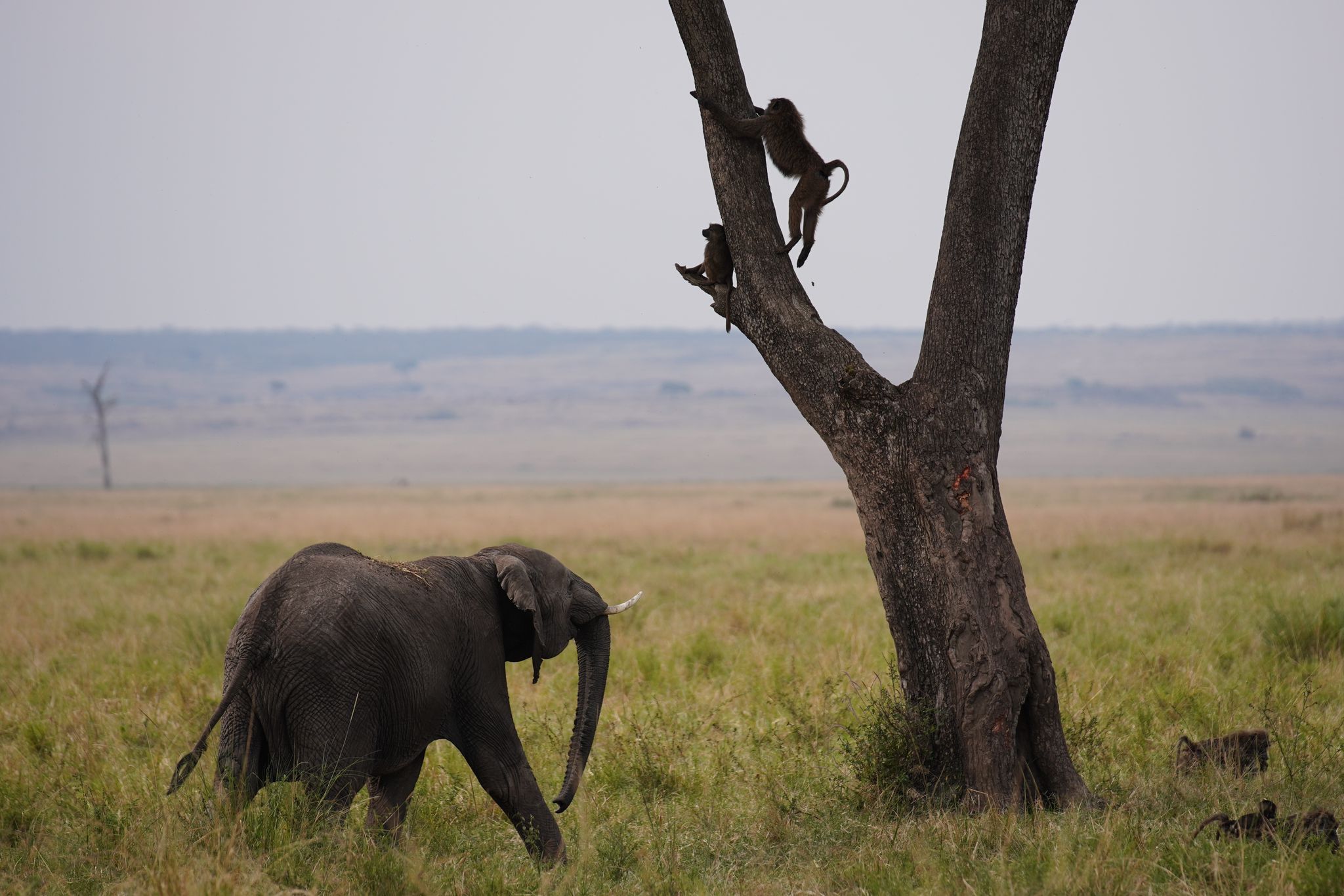 Kenia & Seychellen
