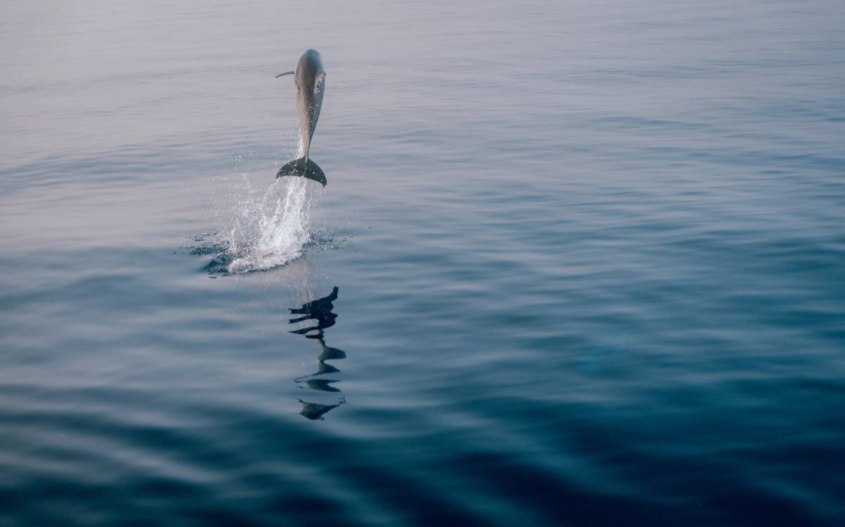 Delfin im JOALI Being