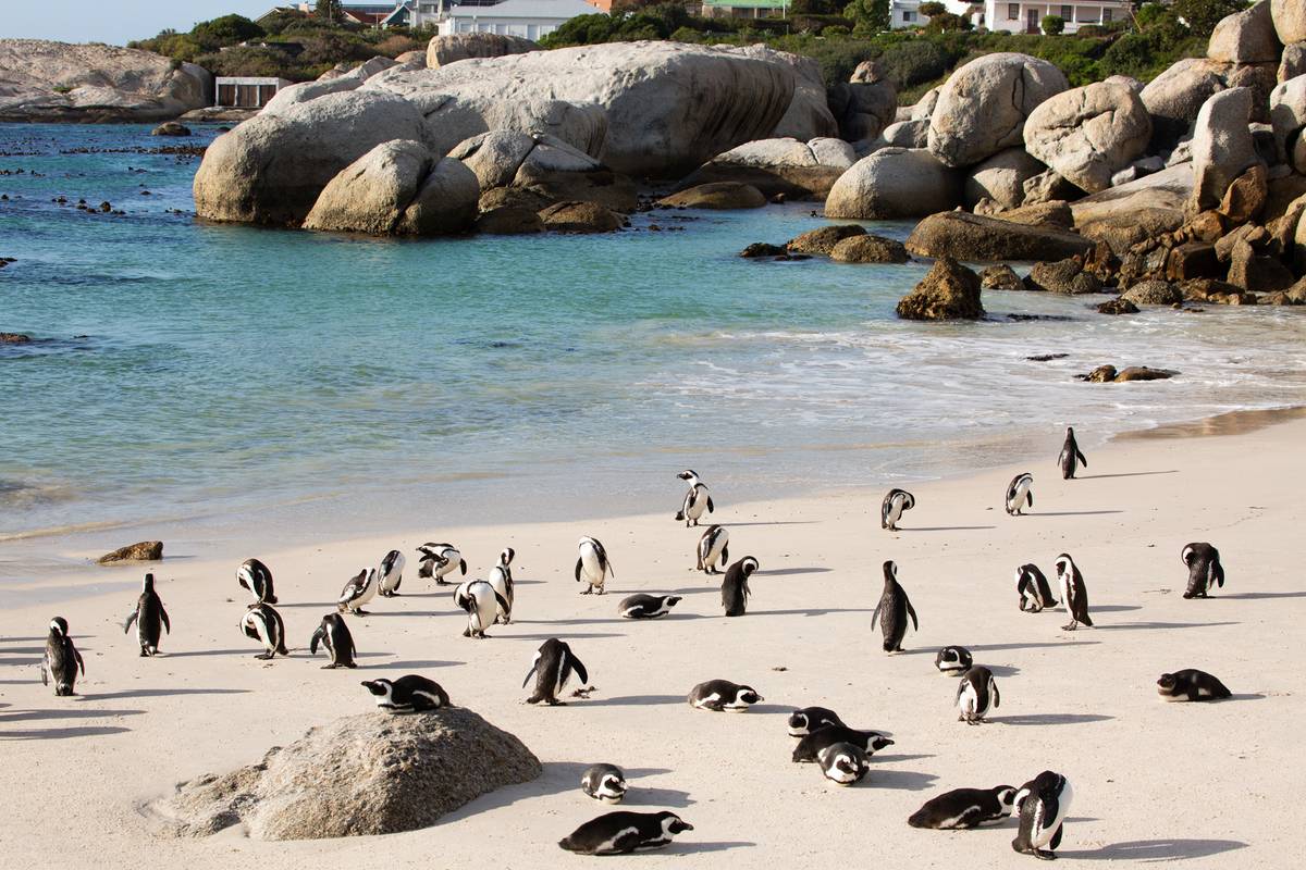 Boulders Beach