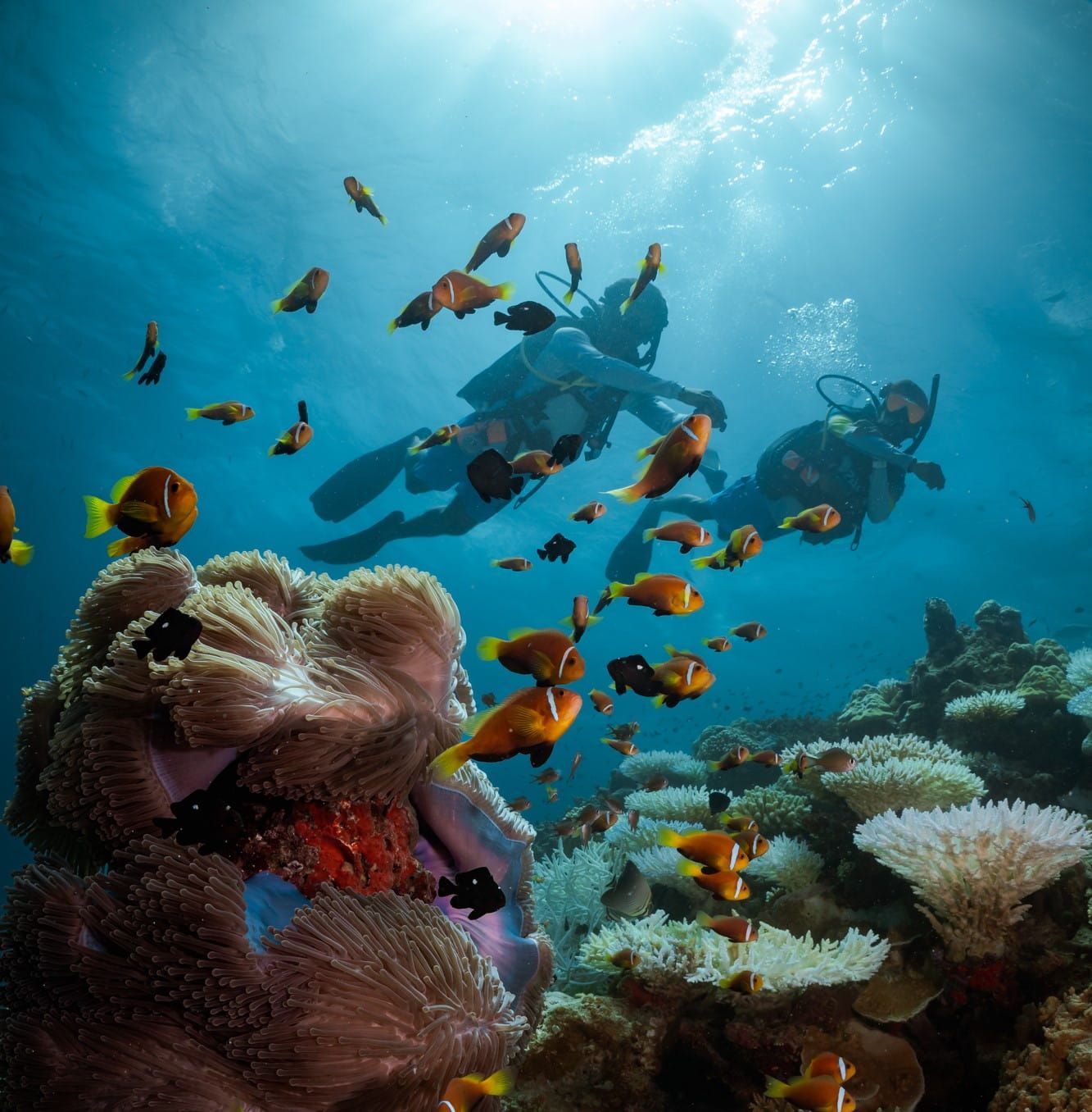 Snorkeling