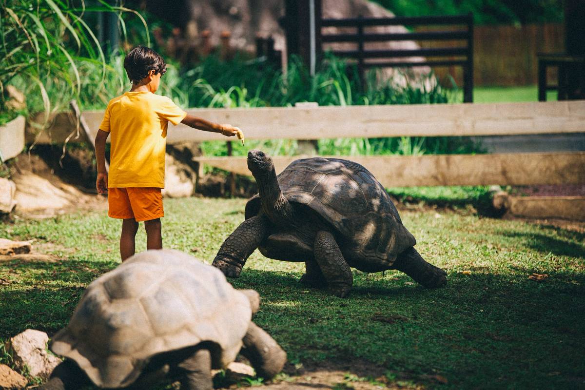 Riesenschildkröte