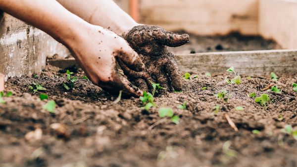 Analytics Is A Garden, Not A Project