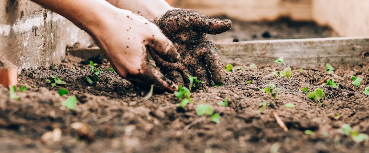 Analytics Is A Garden, Not A Project
