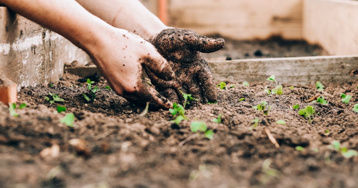 Analytics Is A Garden, Not A Project