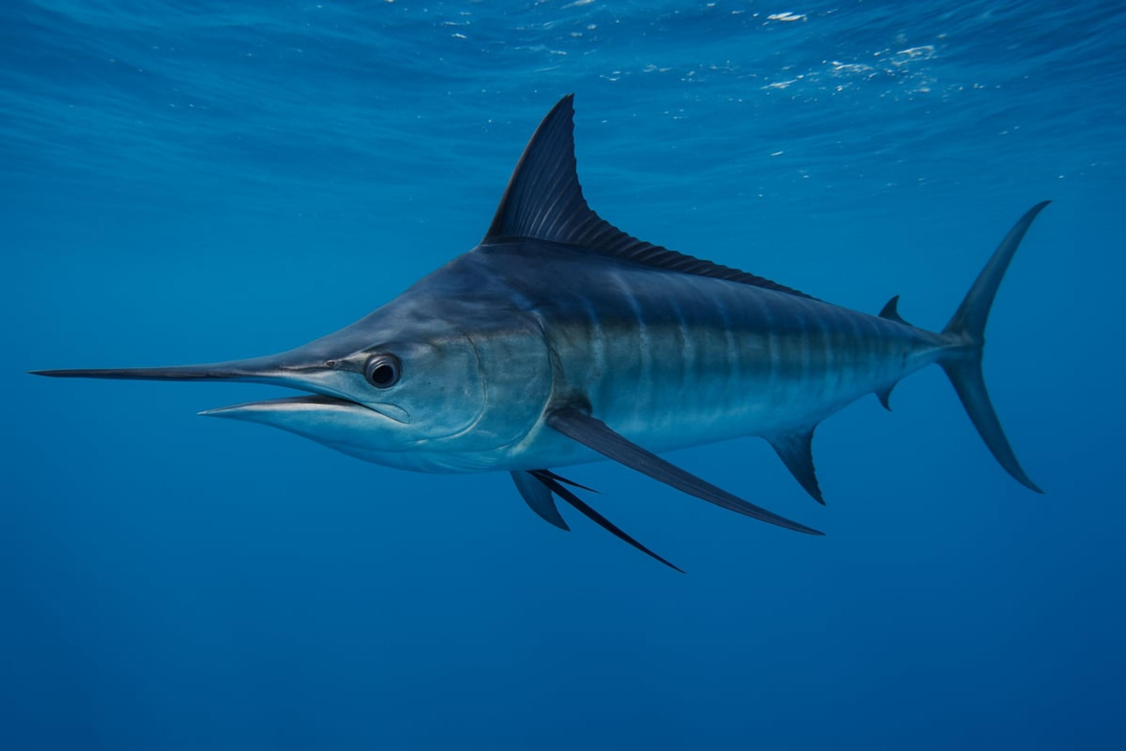 Blue marlin with its long bill and tall dorsal fin swimming in open blue water