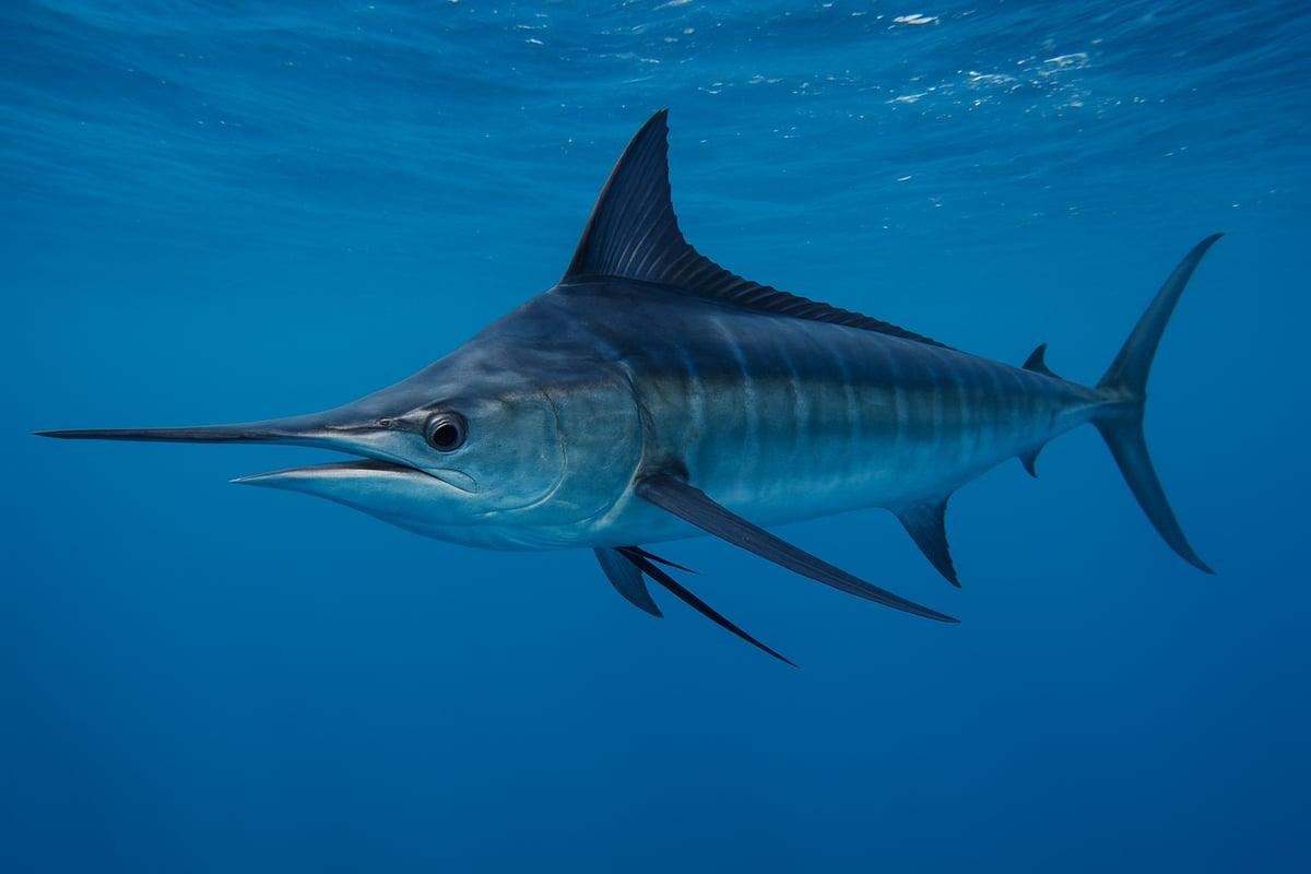 Blue marlin with its long bill and tall dorsal fin swimming in open blue water