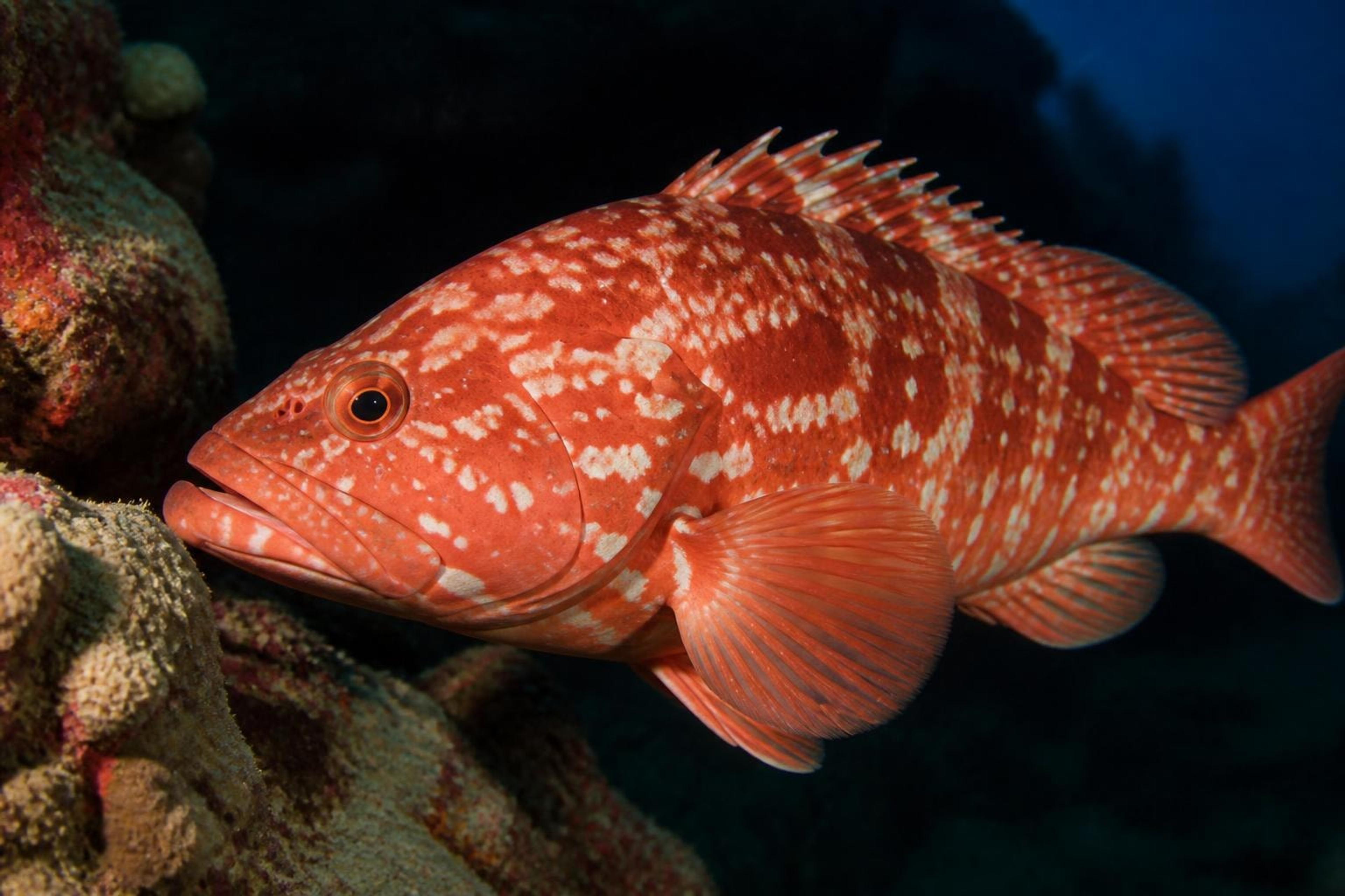 Red grouper with pale blotches and a spiny dorsal fin swimming beside a reef