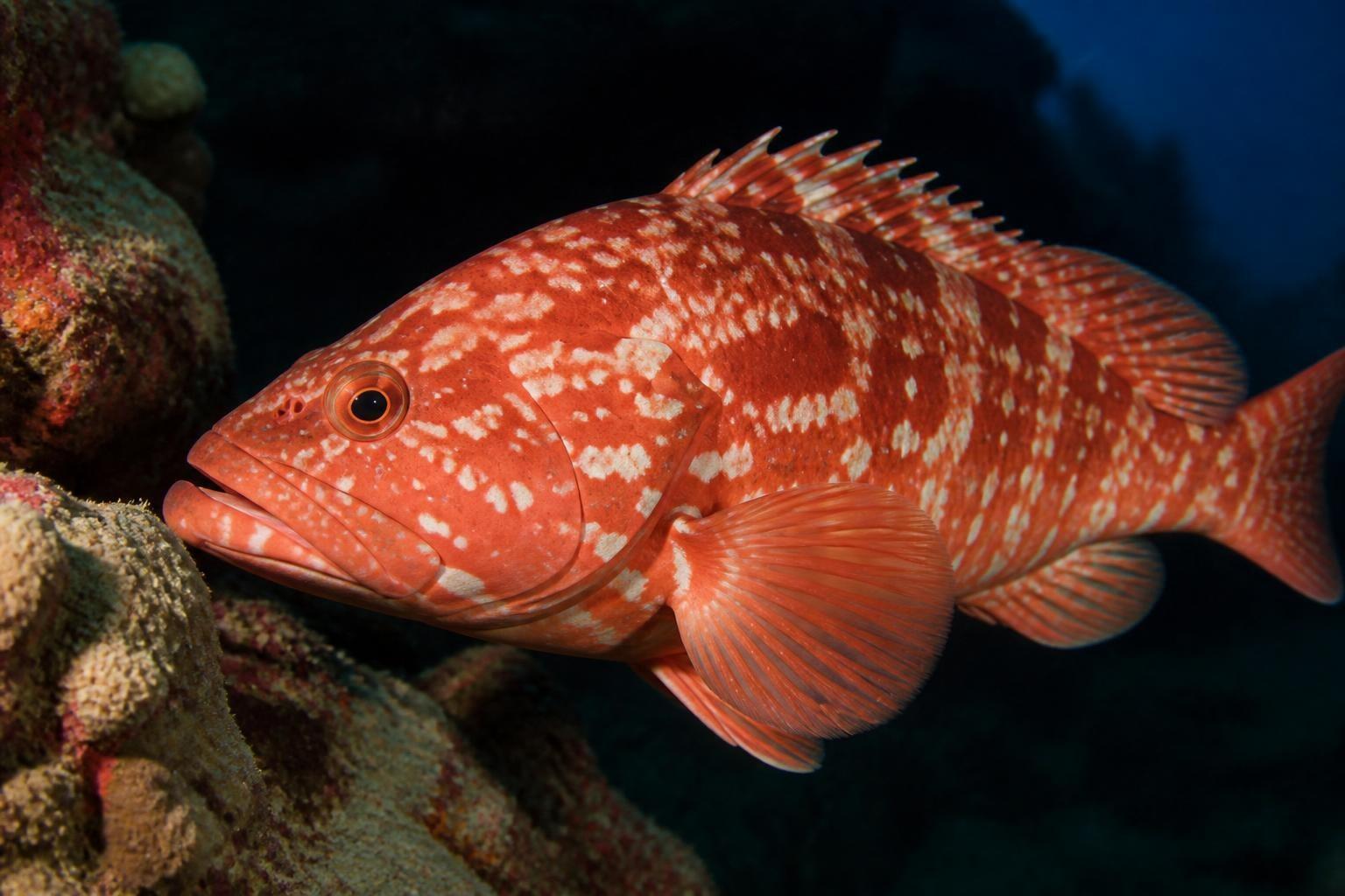 Red grouper with pale blotches and a spiny dorsal fin swimming beside a reef