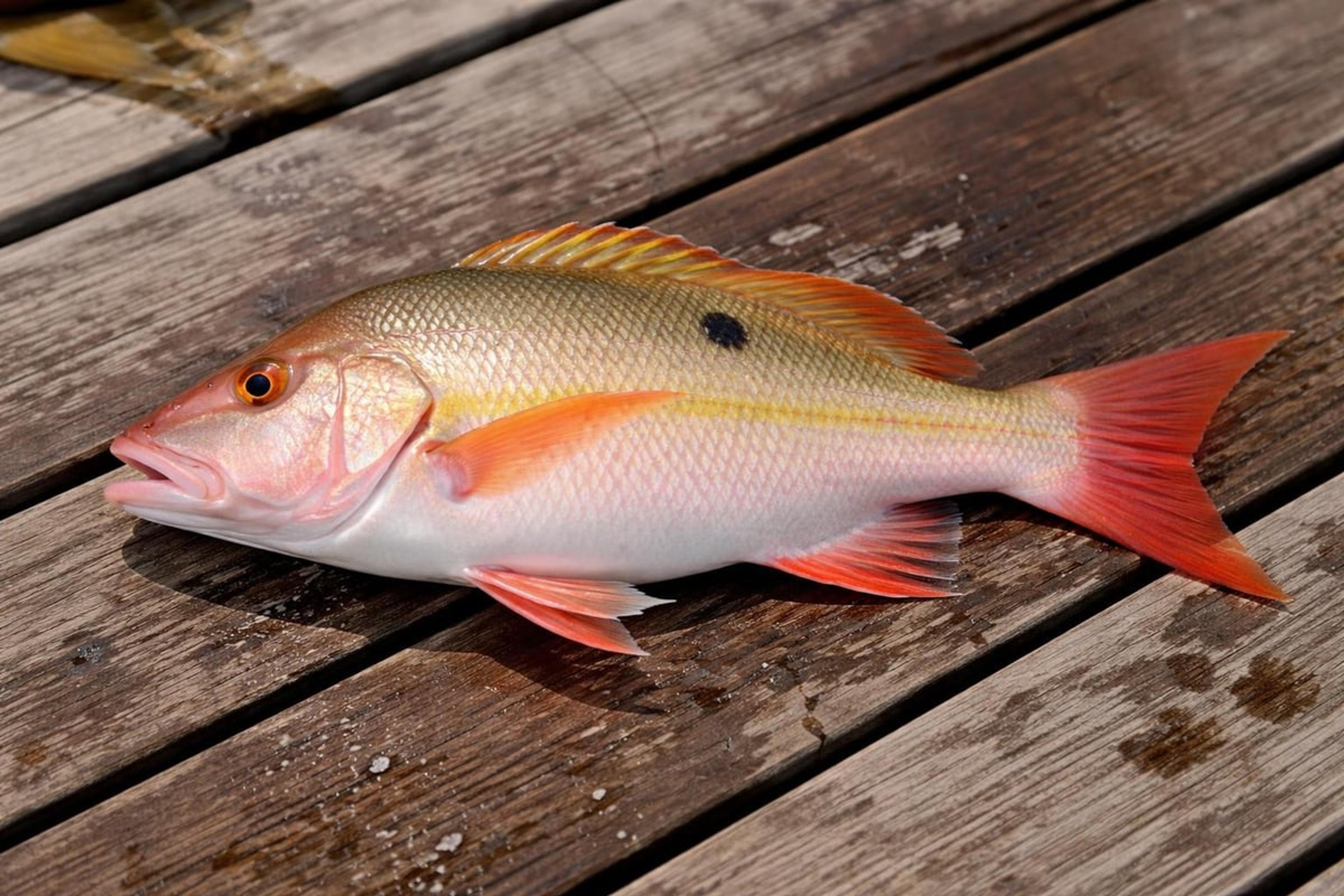 Pinkish-orange snapper with a small dark spot on its side, lying on a wooden dock