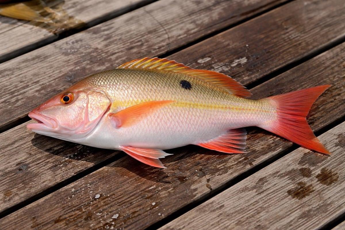 Pinkish-orange snapper with a small dark spot on its side, lying on a wooden dock