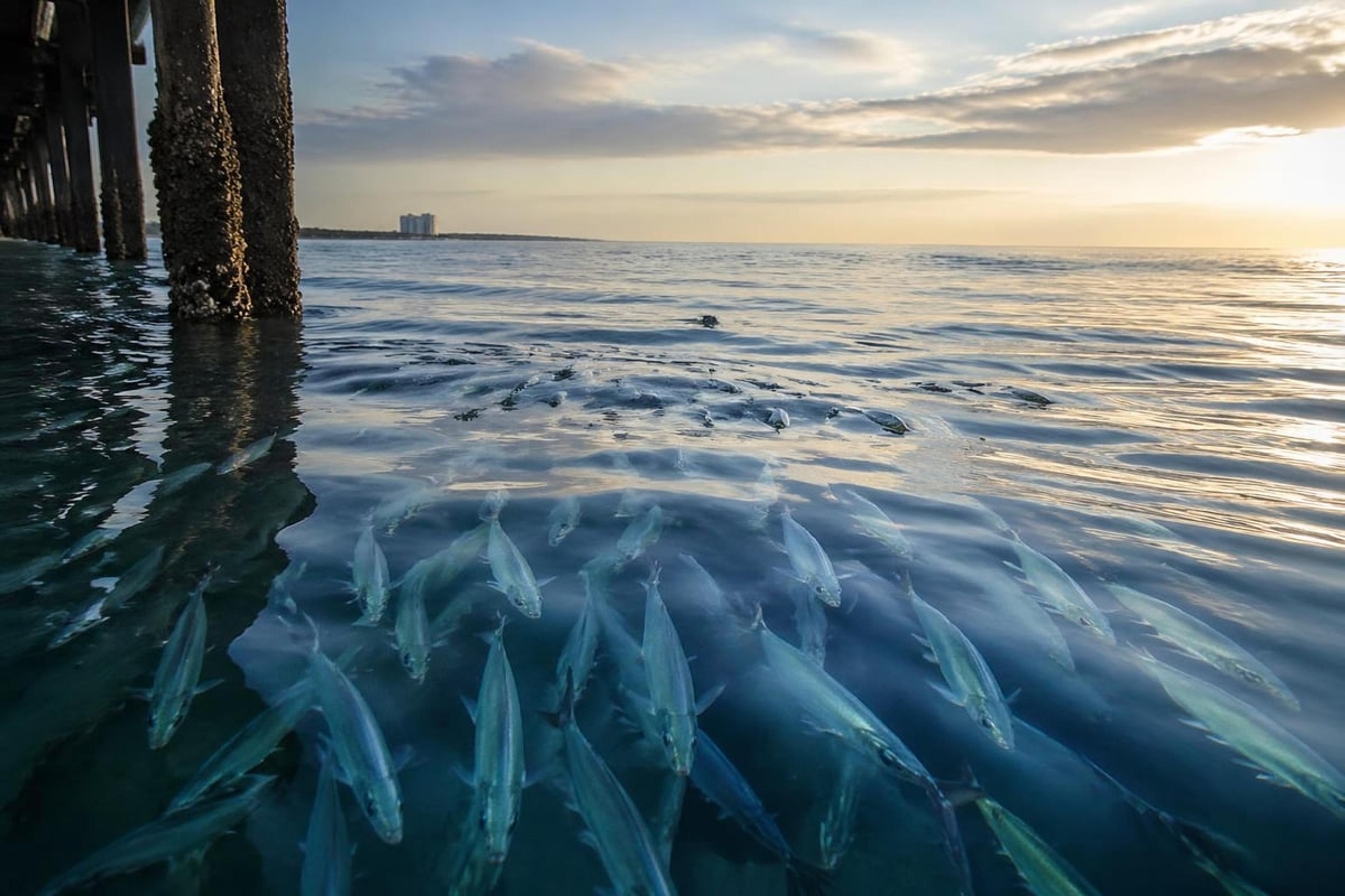 Large school of silver fish gathered in calm water beside pier pilings at sunrise