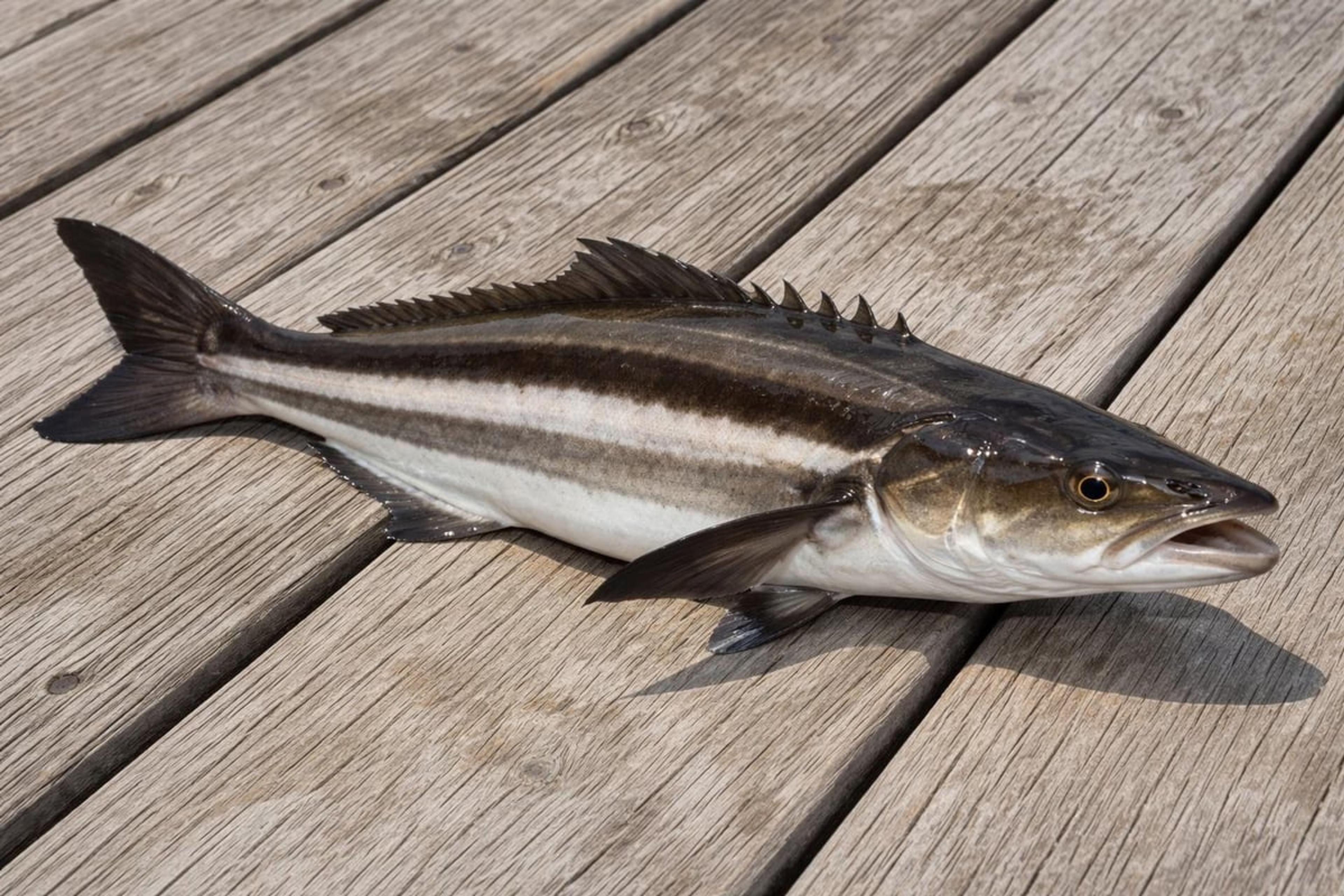 Cobia with dark and light horizontal stripes lying on a wooden dock