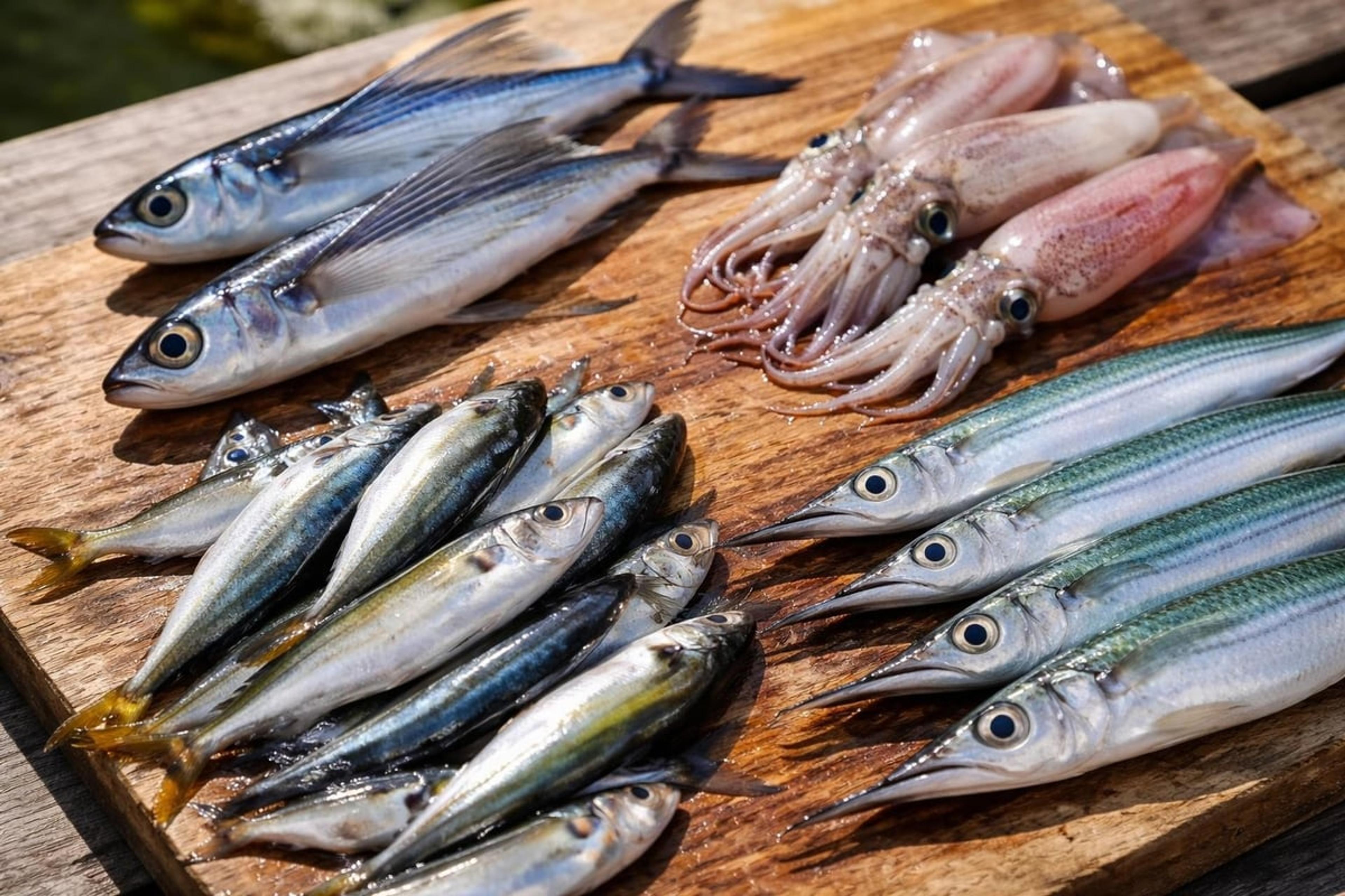 Natural baits laid out on a wooden board, including whole squid and several kinds of small silver baitfish