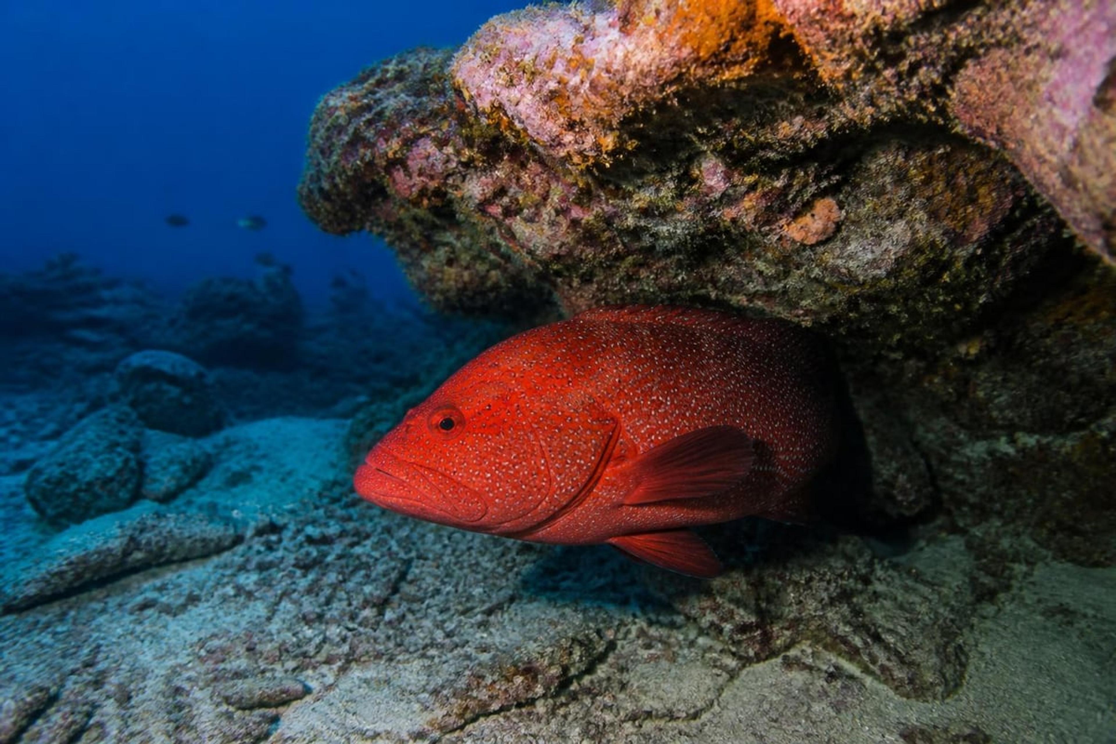 Red grouper resting on the seafloor beneath an overhanging rock ledge