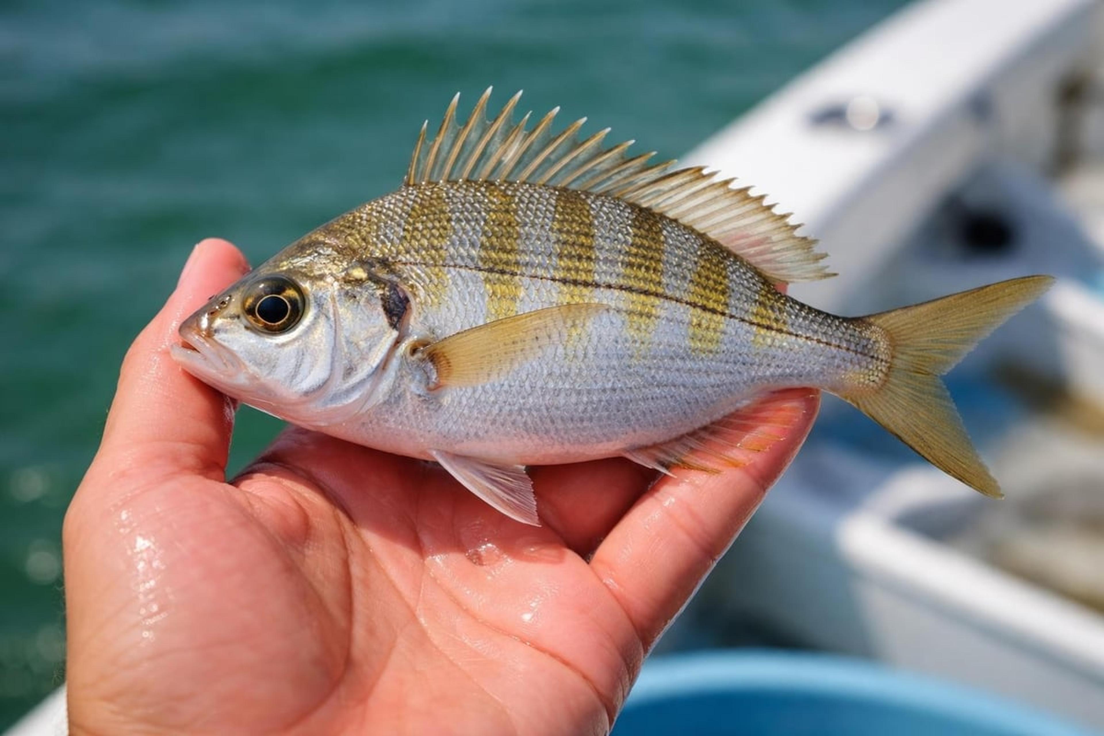 Hand holding a live pinfish with dark vertical bars on a boat
