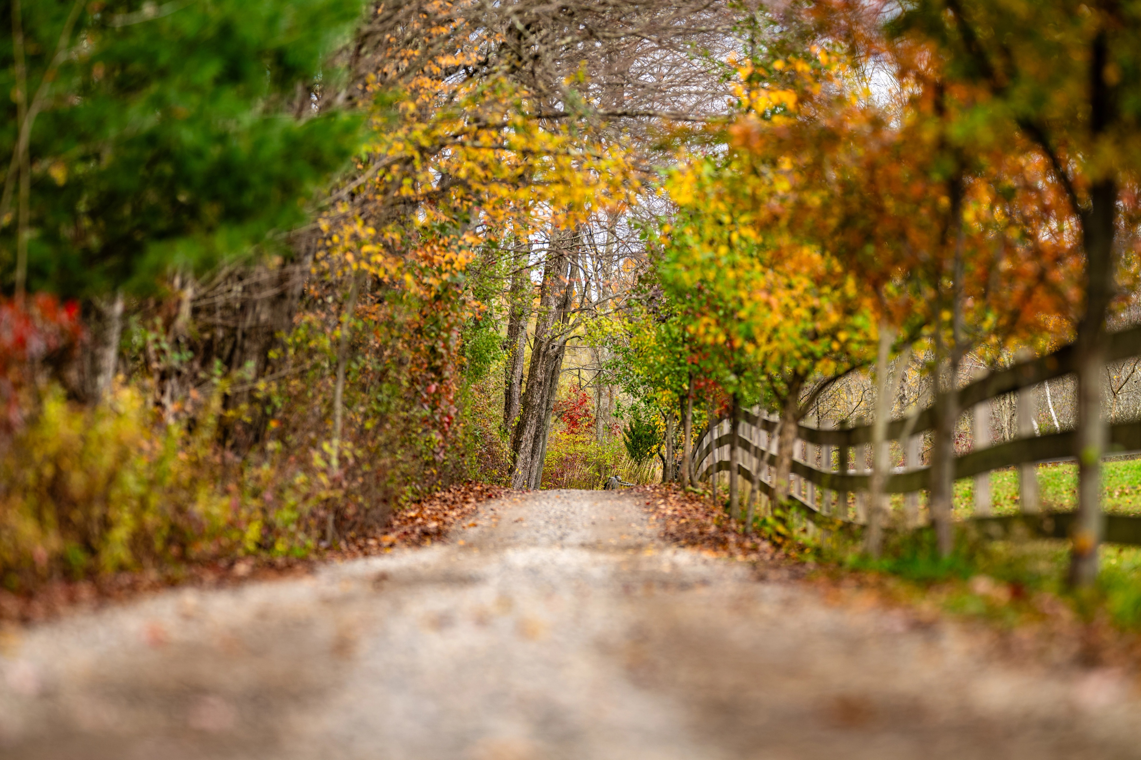 A dirt country road framed by overhanging trees with autumn foliage in shades of green, yellow, and rust, creating a tunnel effect leading into the distance with a wooden fence on the right side.