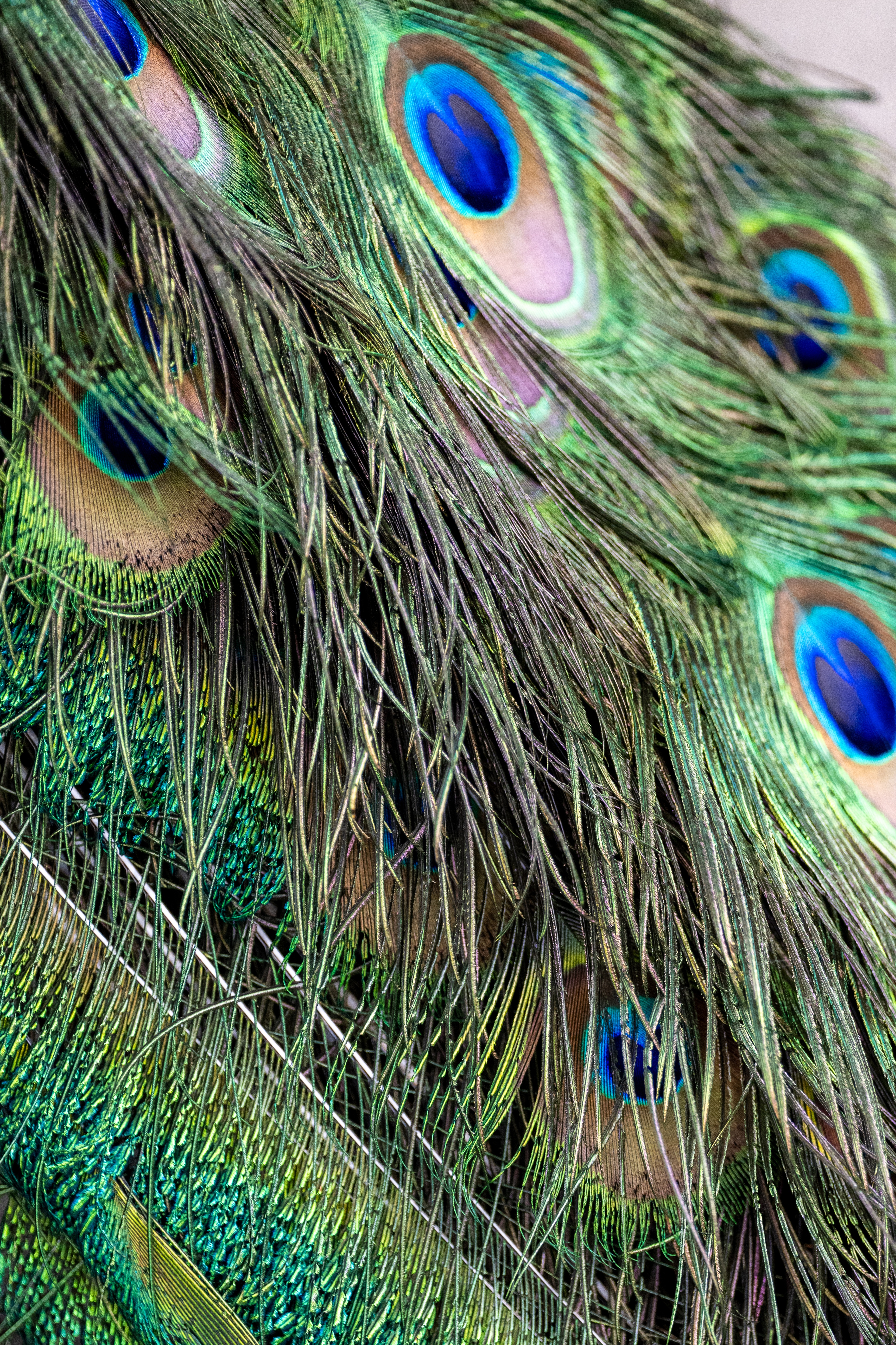 Close-up of peacock tail feathers showing vibrant emerald green barbs, cobalt and gold eye spots, and intricate texture detail.