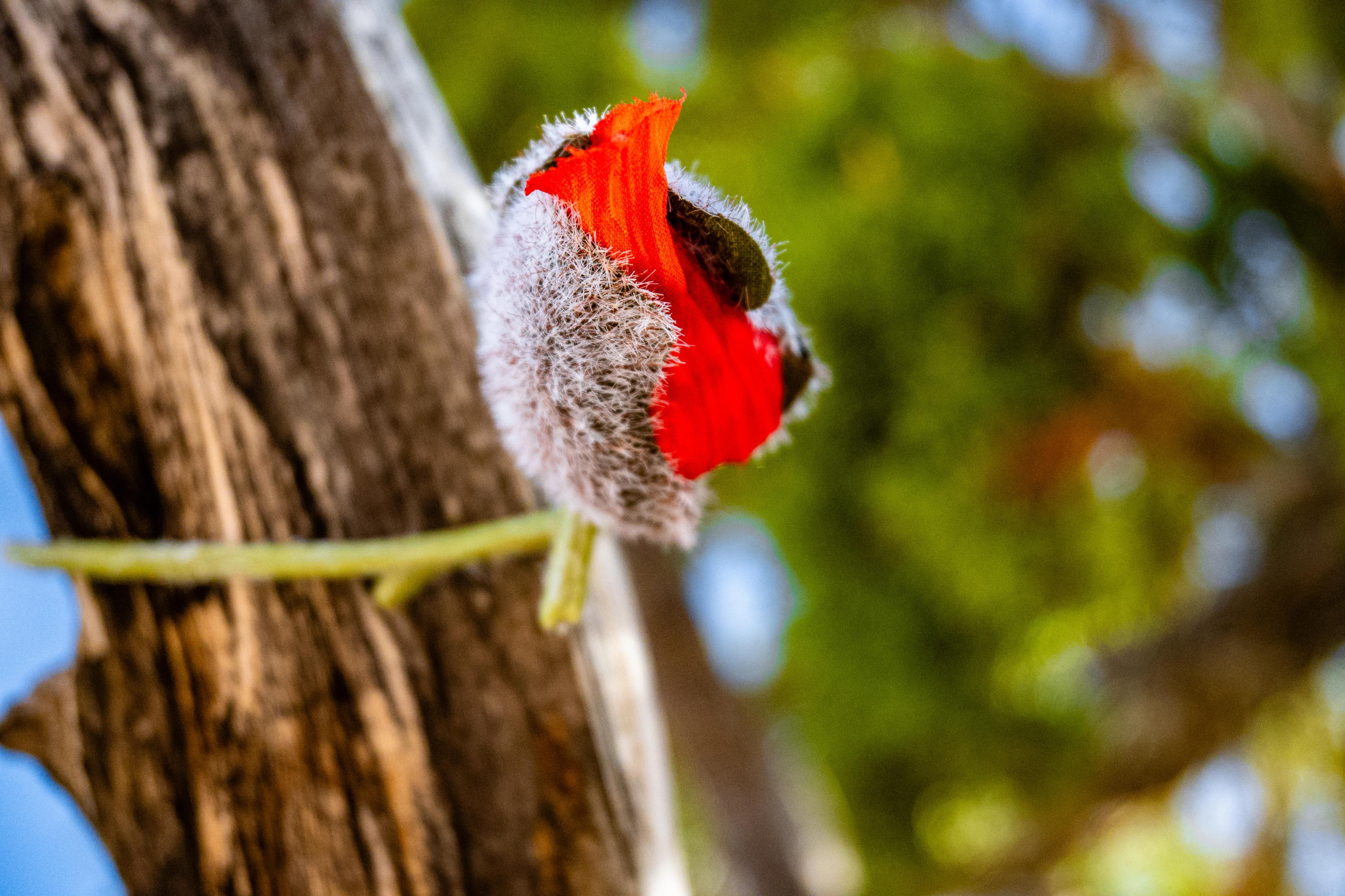 A bird with bright red plumage and white fur perched on a brown tree branch with green foliage blurred in the background.