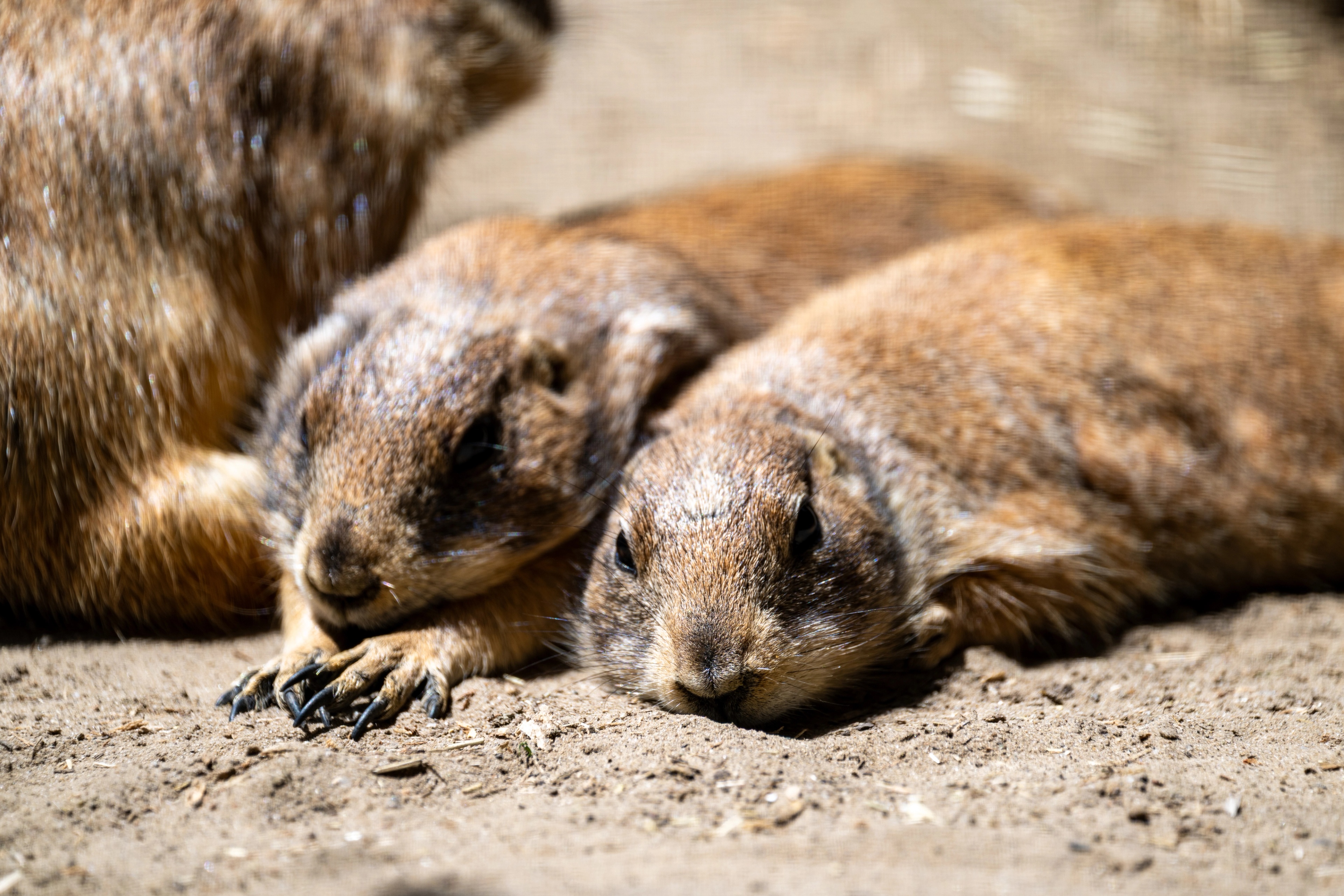 Three meerkats resting on sandy ground in bright sunlight, alert and close together in their natural habitat.