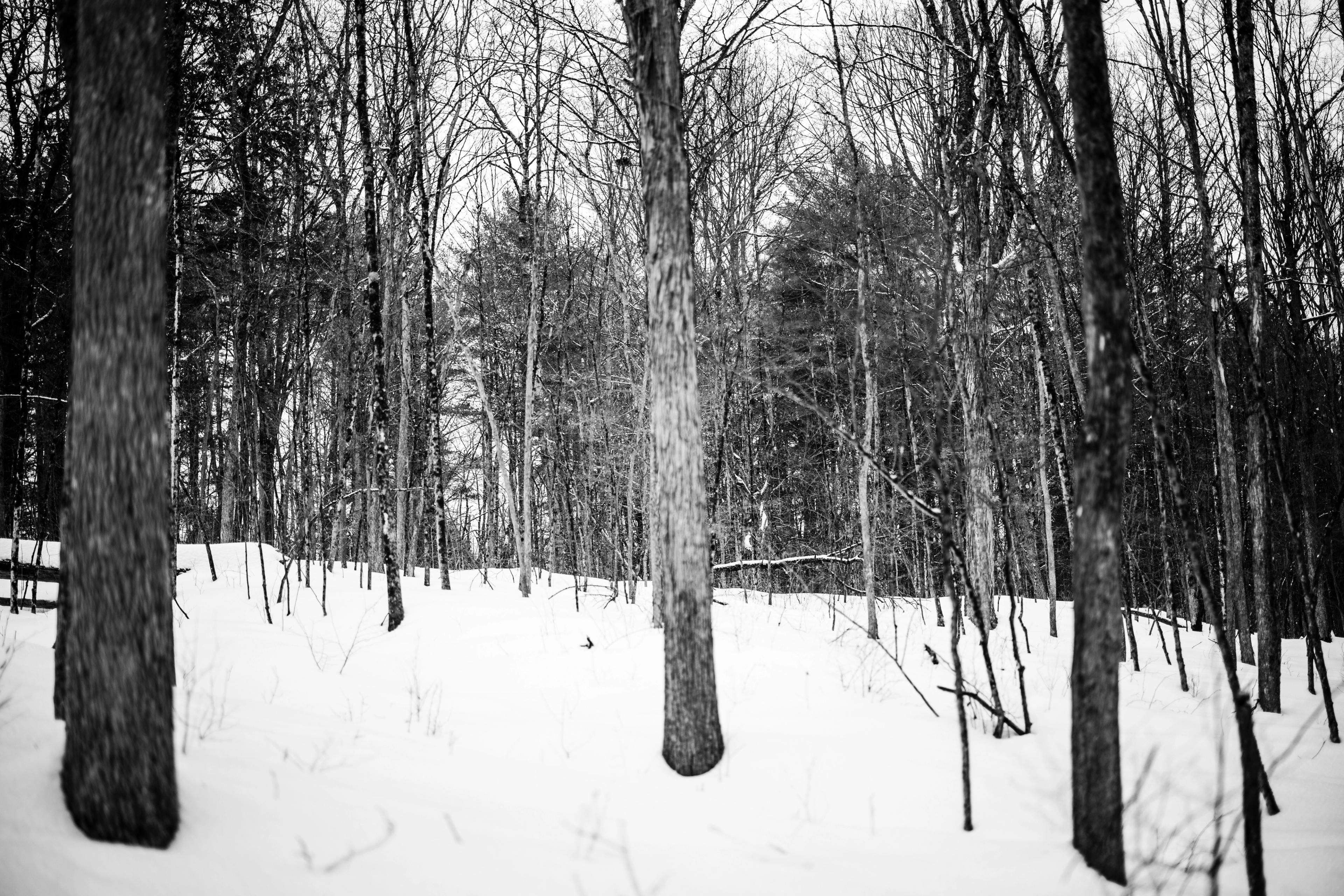A snow-covered forest with bare deciduous trees creating strong vertical lines under an overcast winter sky.