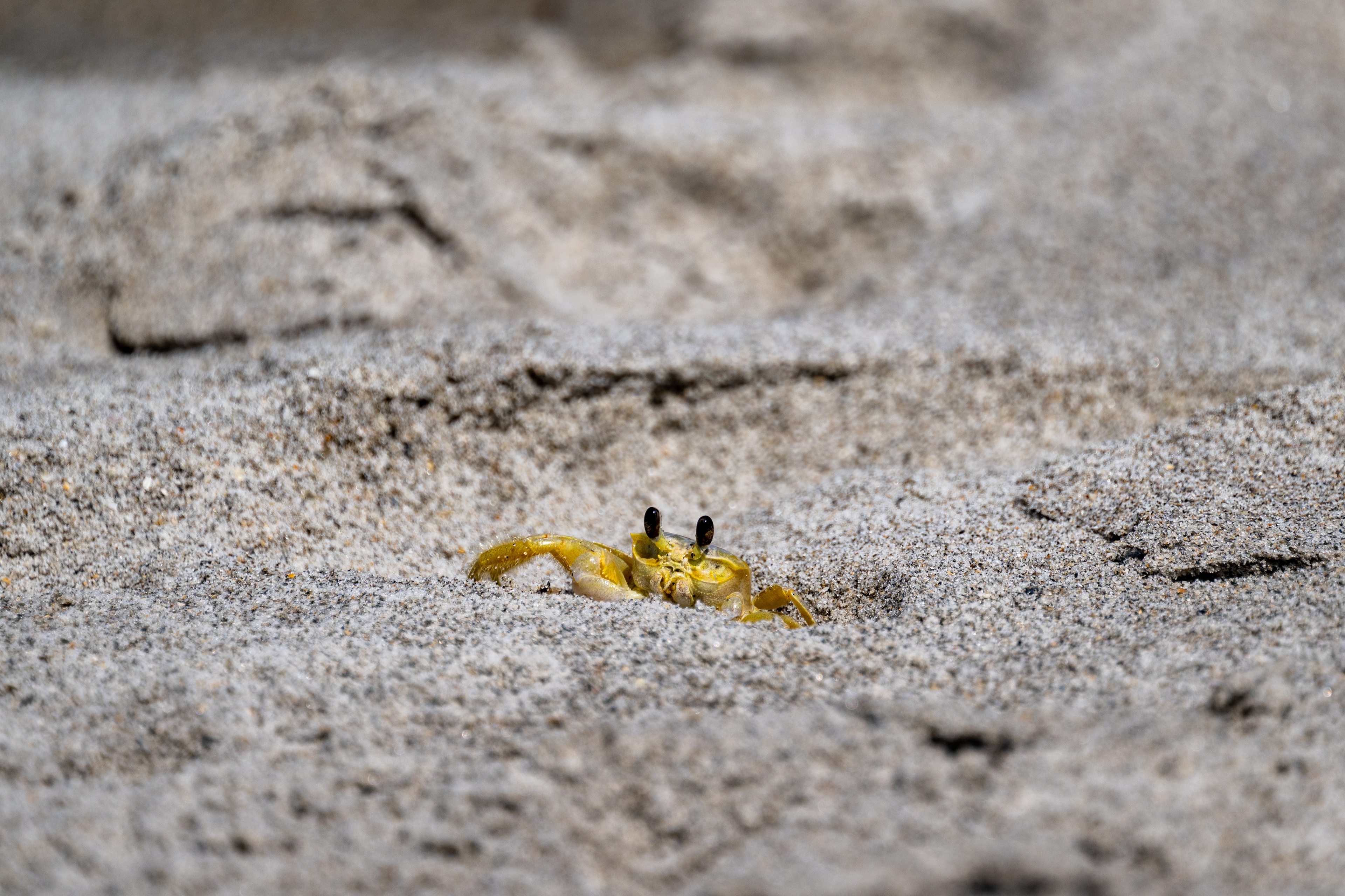 A bright yellow ghost crab partially buried in sand, with raised claws visible against the grainy beach surface.
