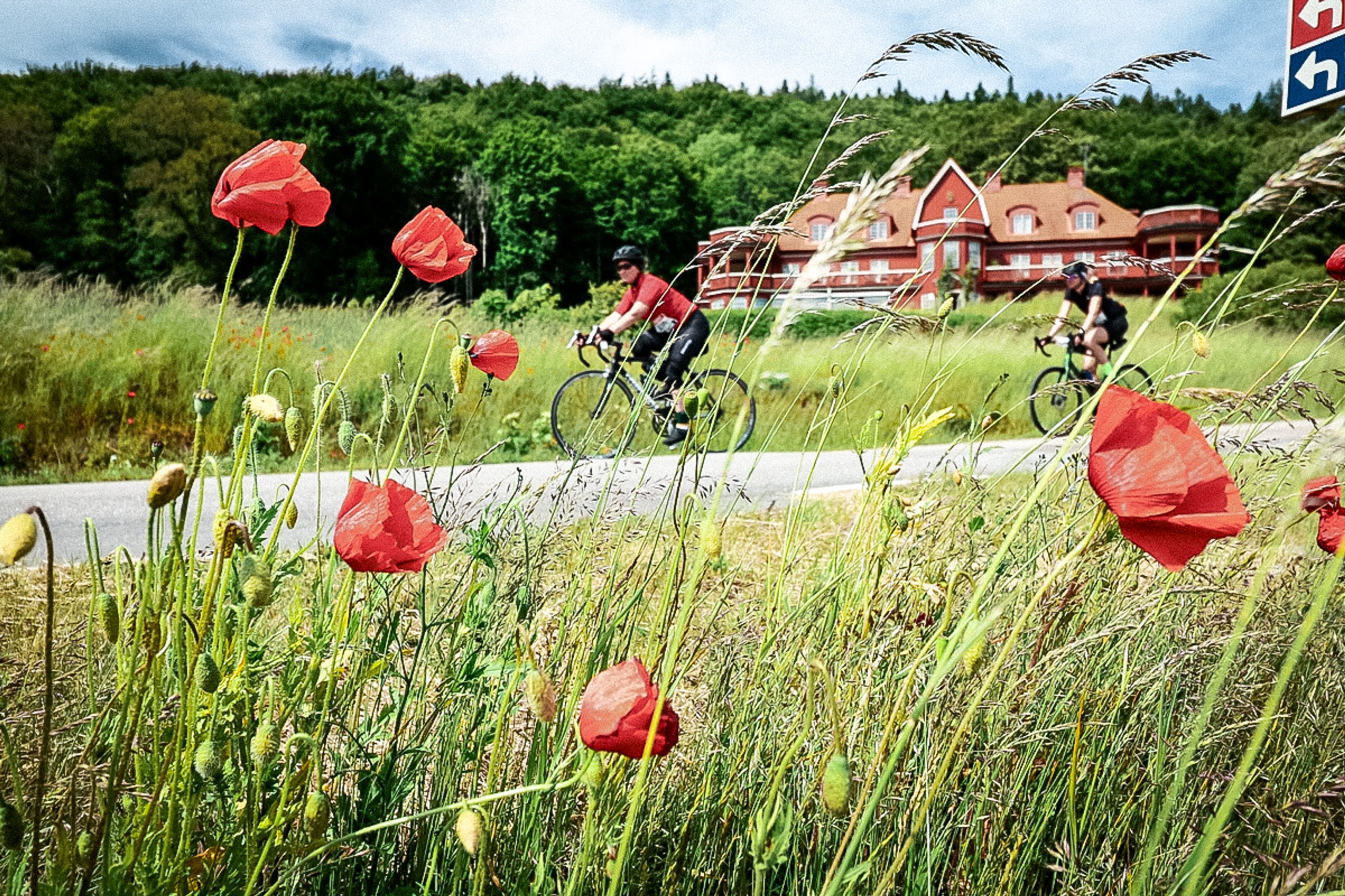 Two cyclists ride a road, framed by red poppies in the foreground and a grand red-roofed building in the distance.