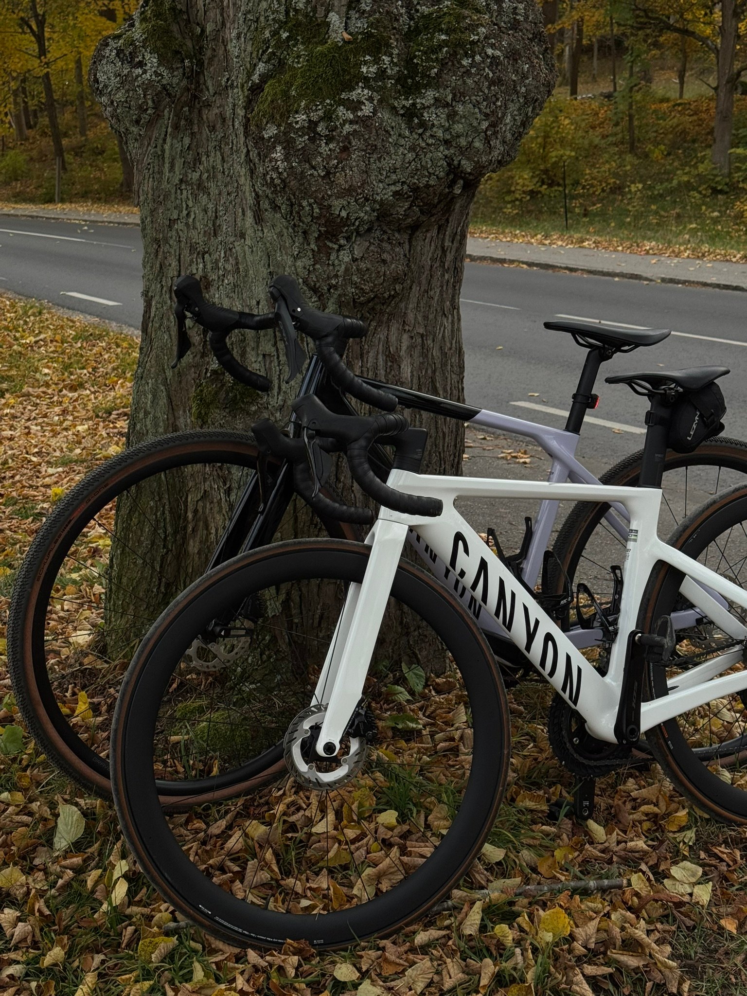 A white Canyon road bike and a dark bike lean against a tree with fallen autumn leaves.