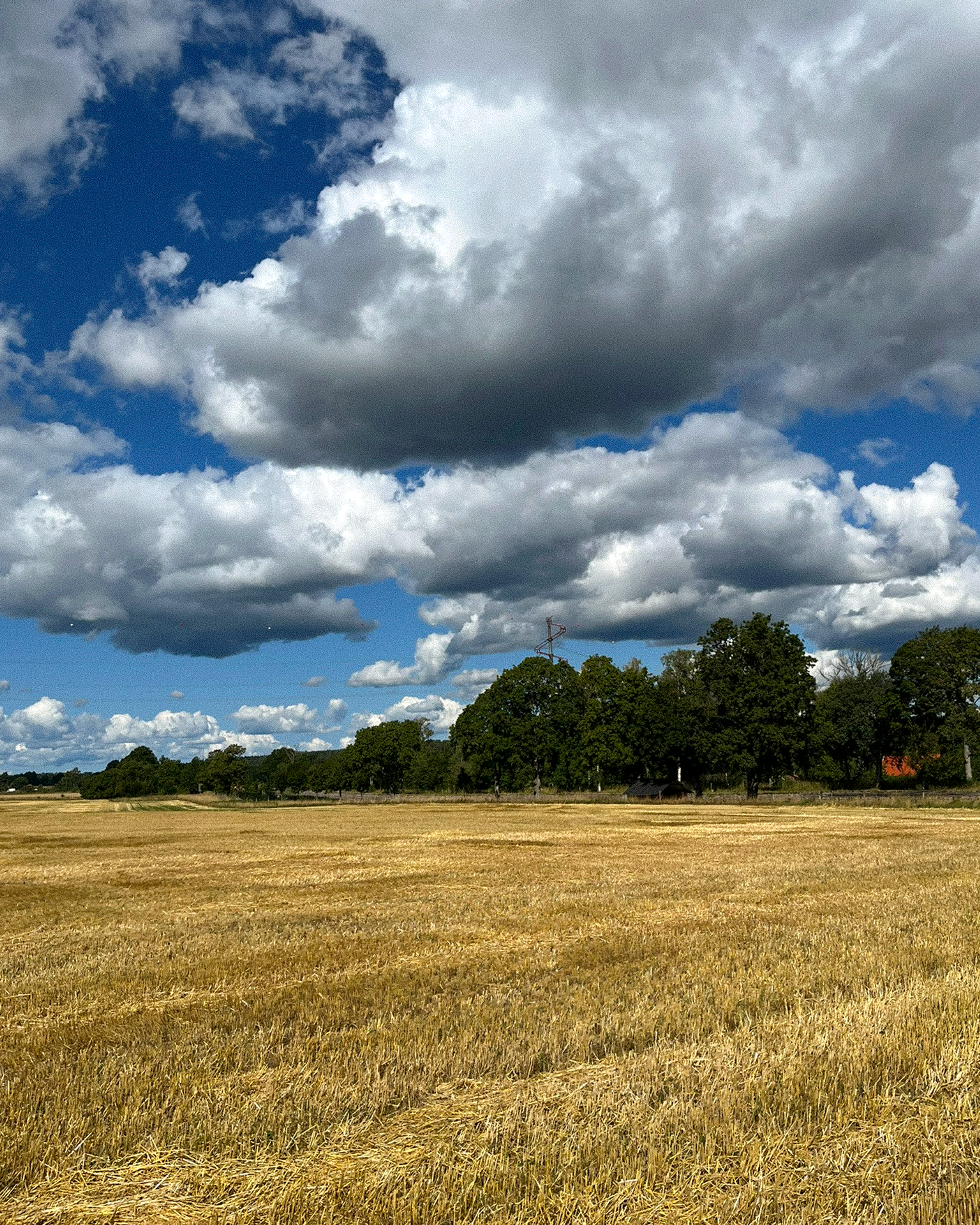 A golden harvested field under a blue sky with large white and gray cumulus clouds, with a line of trees in the distance.