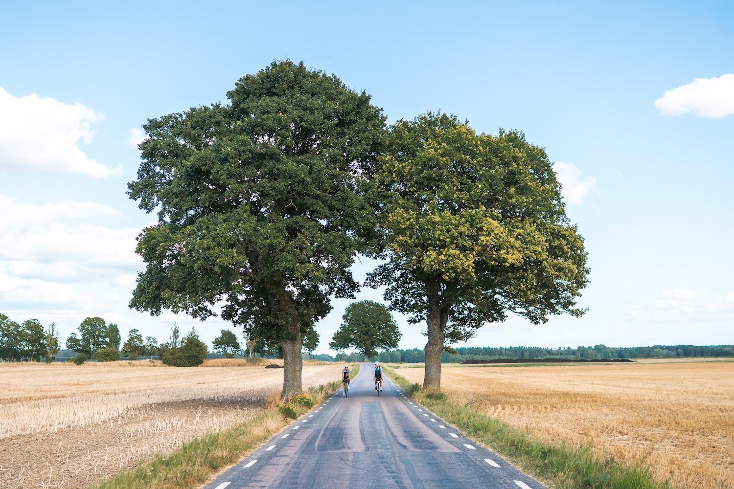 Two cyclists ride on a paved road through straw fields, framed by large trees under a blue sky.